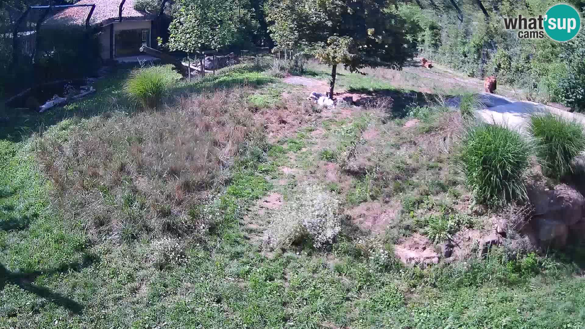 Ljubljana Zoo webcam Lion