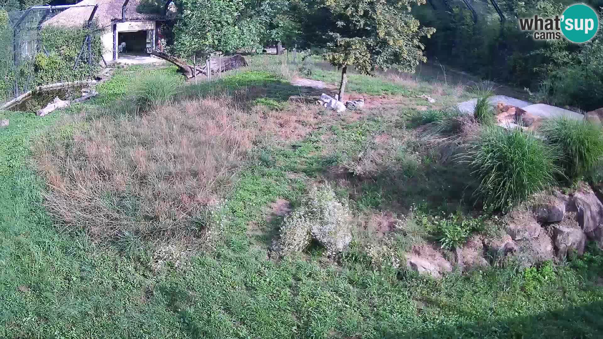 Zoo Lubiana live webcam Leoni