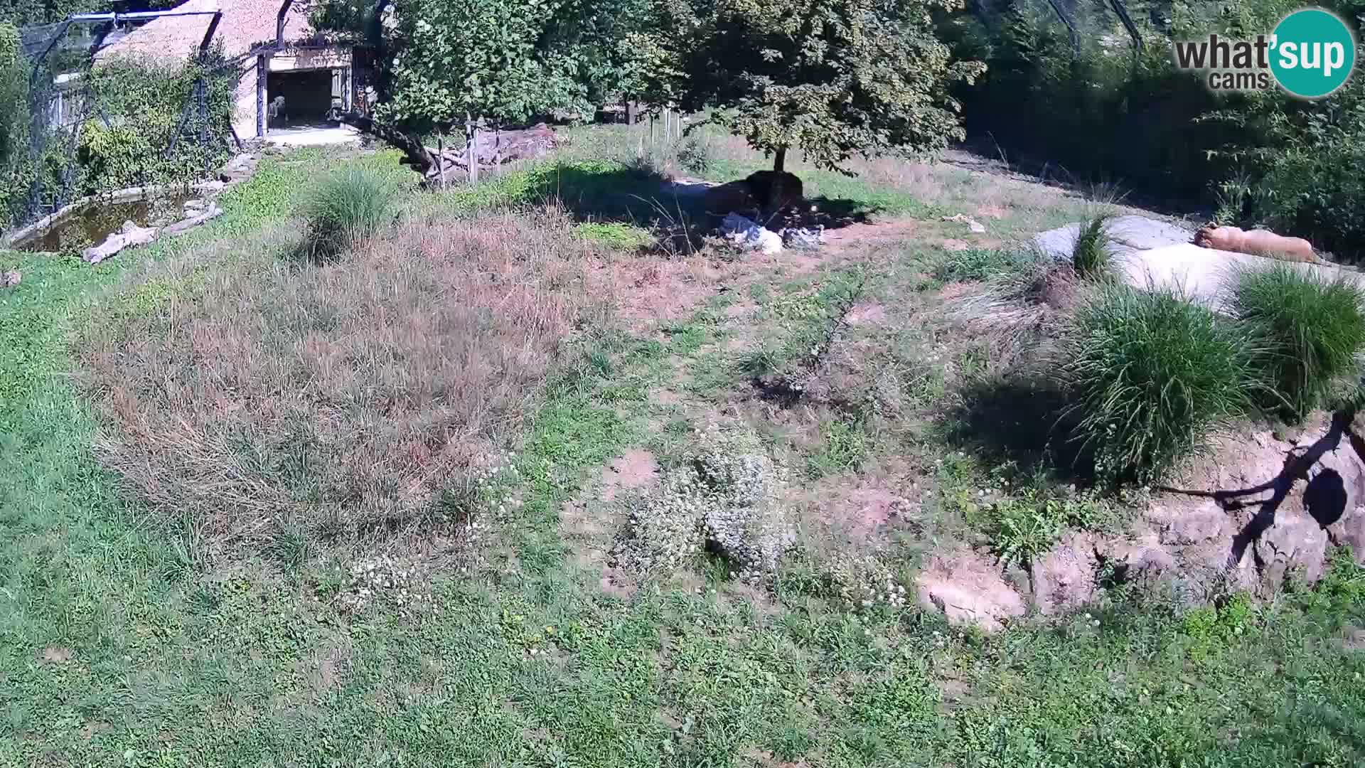 Zoo Ljubljana camera en vivo Leones