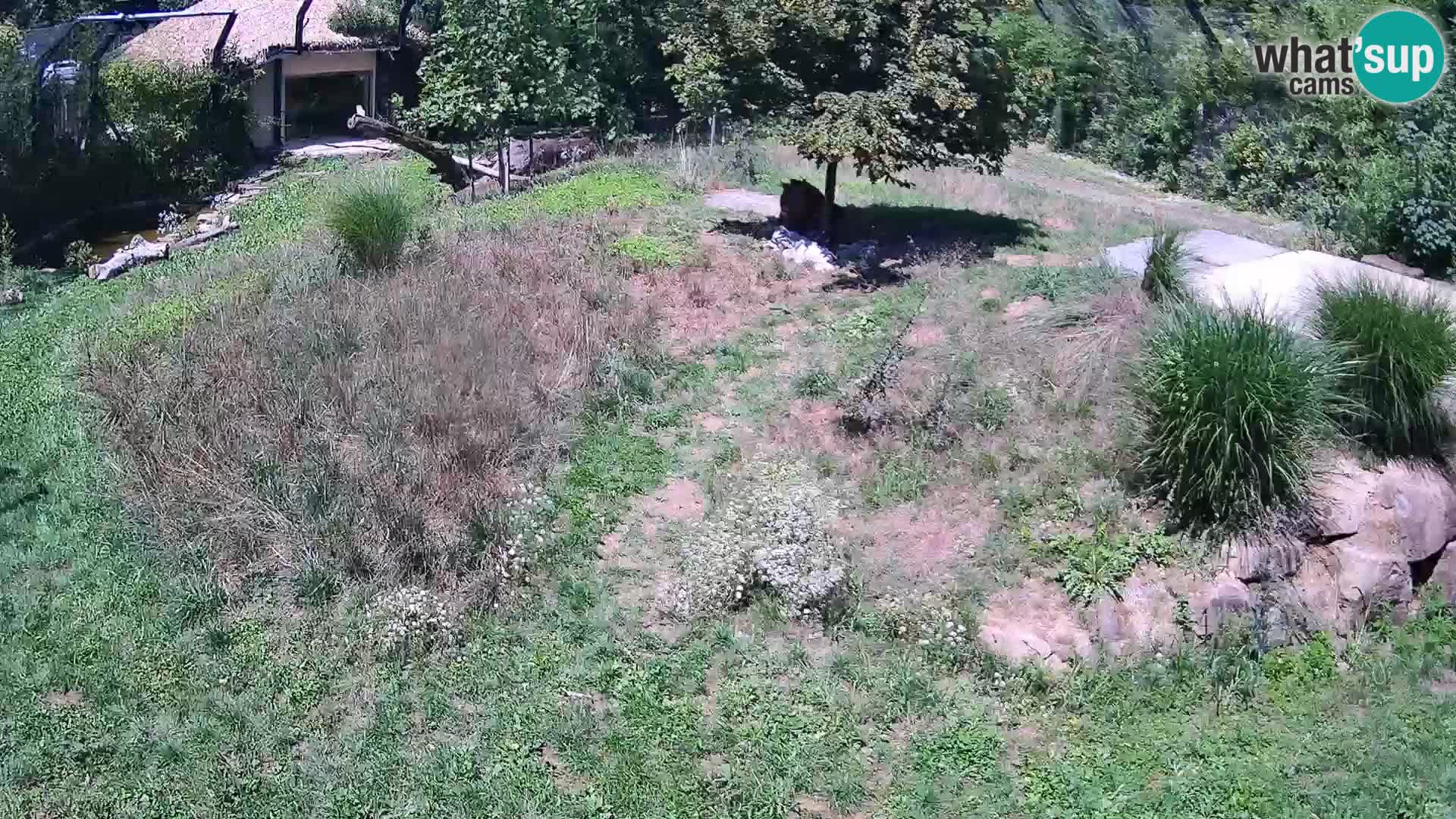 Zoo Ljubljana web kamera Lavovi