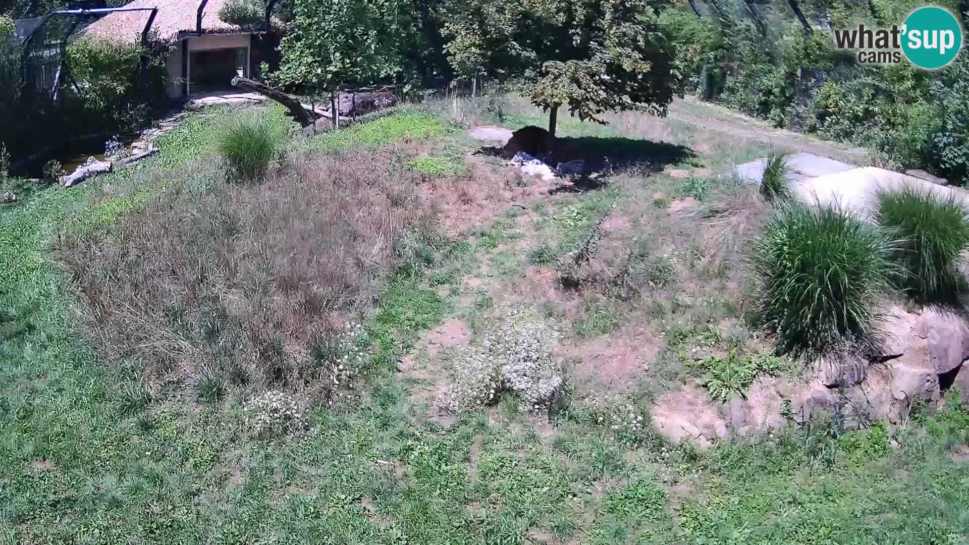 Live Ljubljana Zoo webcam Lion