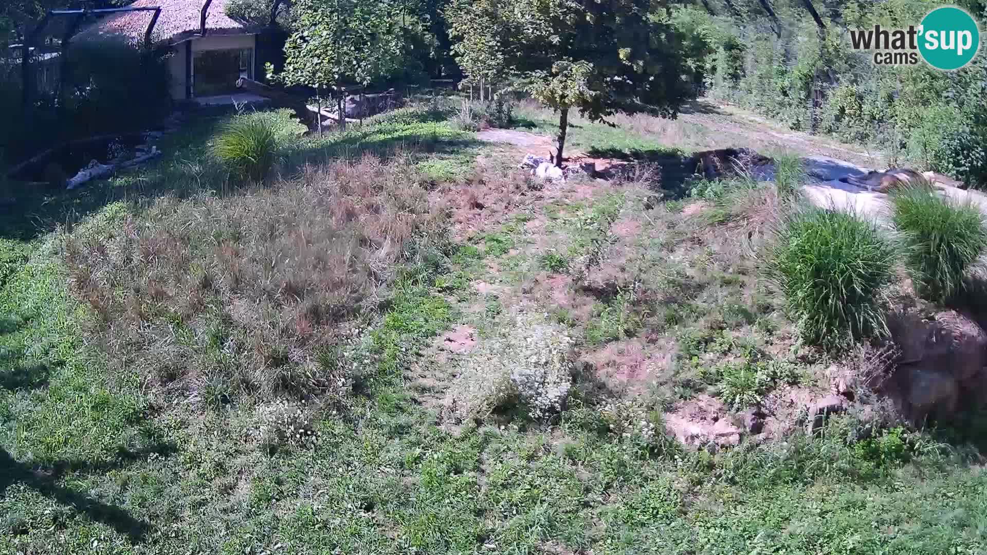 Ljubljana Zoo webcam Lion