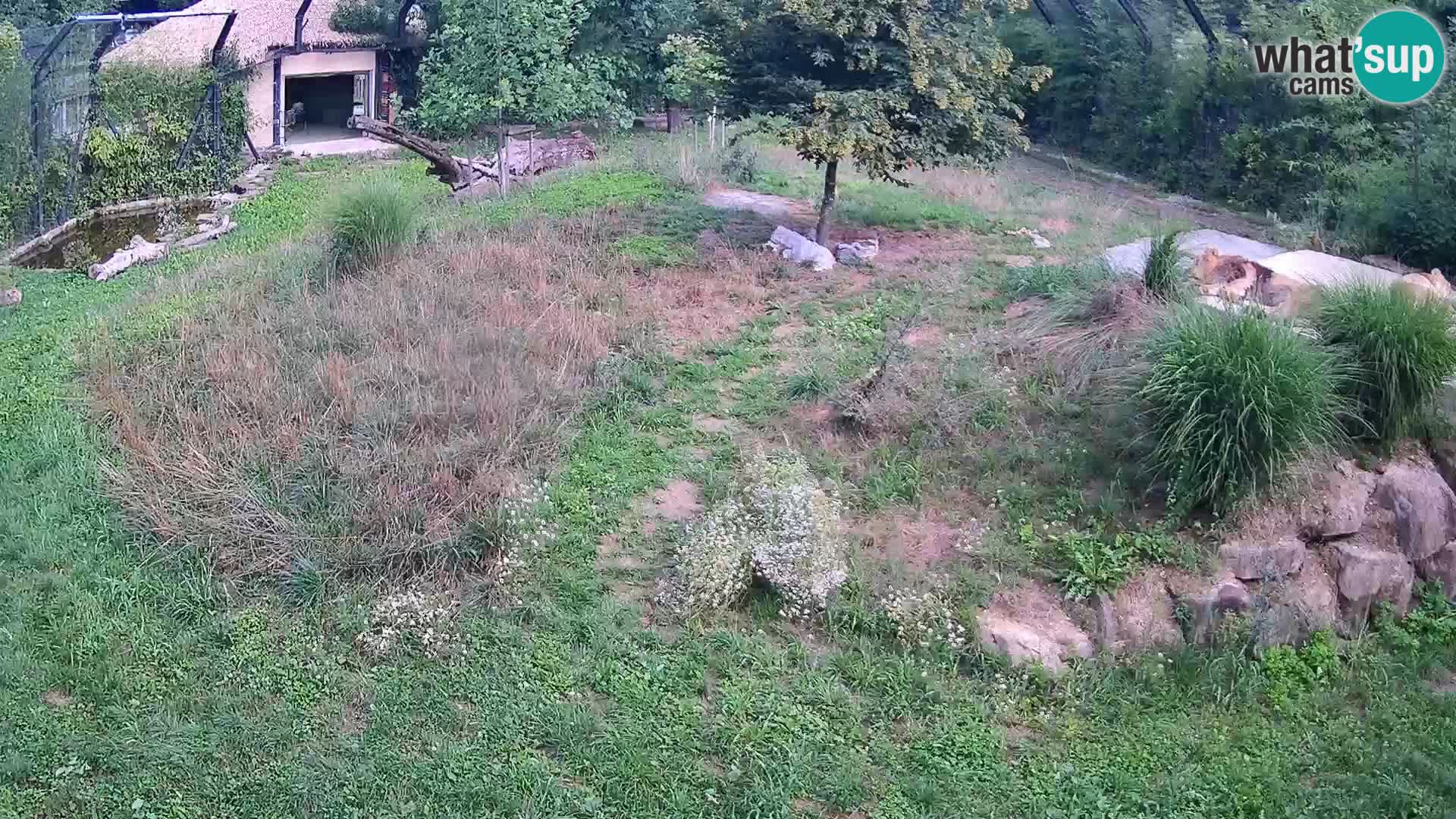 Ljubljana Zoo webcam Lion
