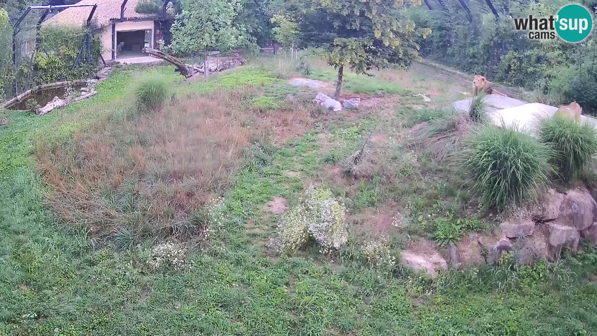 Zoo Ljubljana web kamera Lavovi