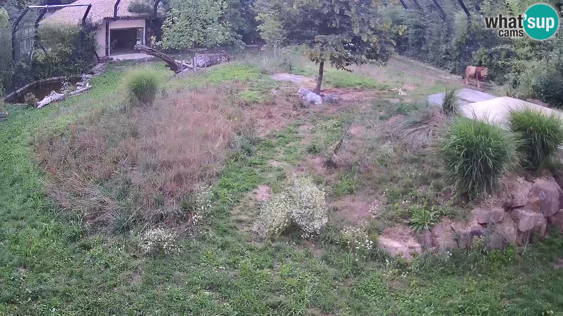 Zoo Lubiana live webcam Leoni