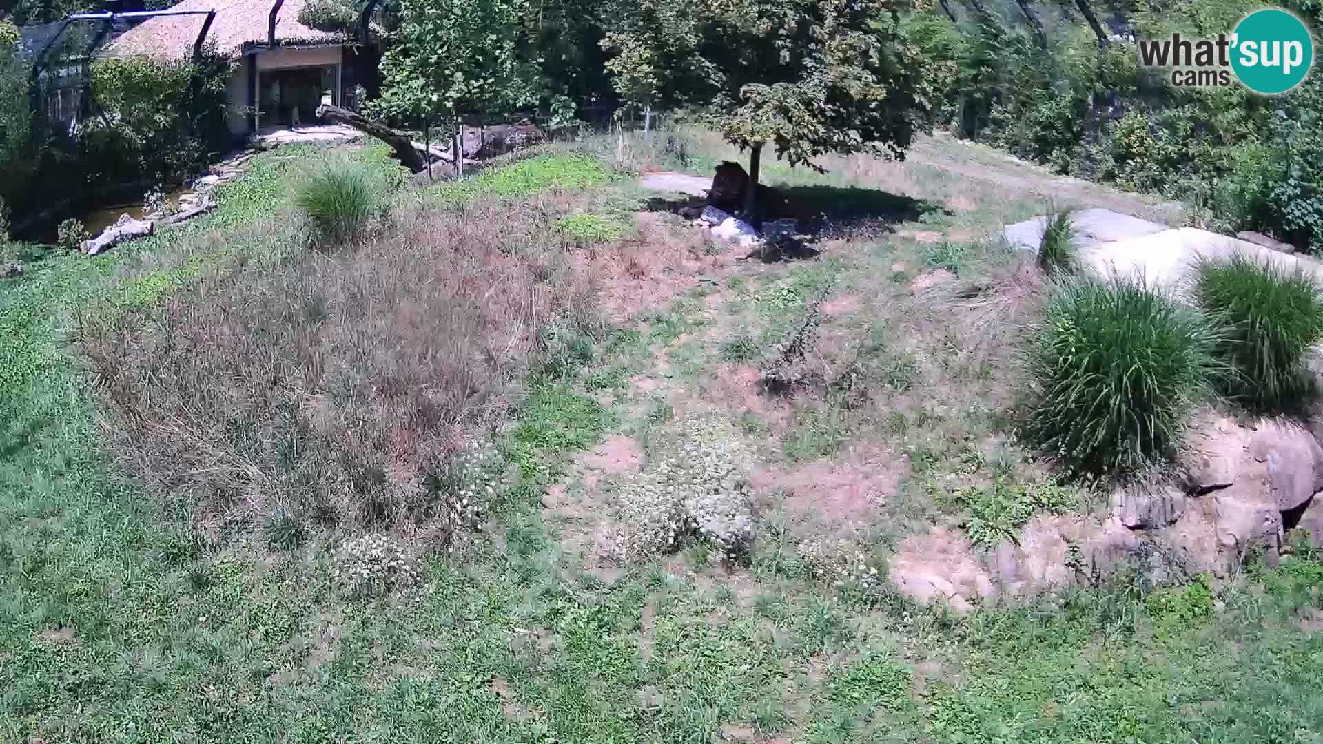 Zoo Ljubljana camera en vivo Leones