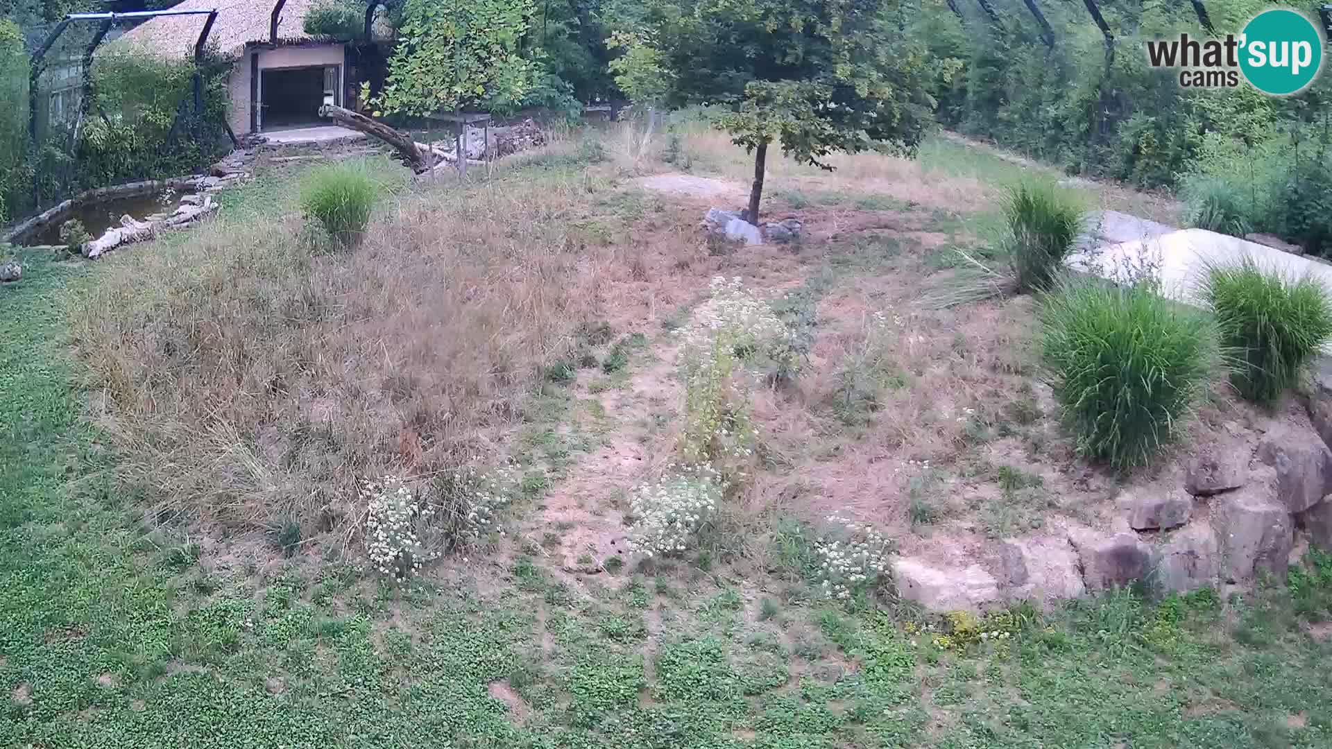 Zoo Lubiana live webcam Leoni
