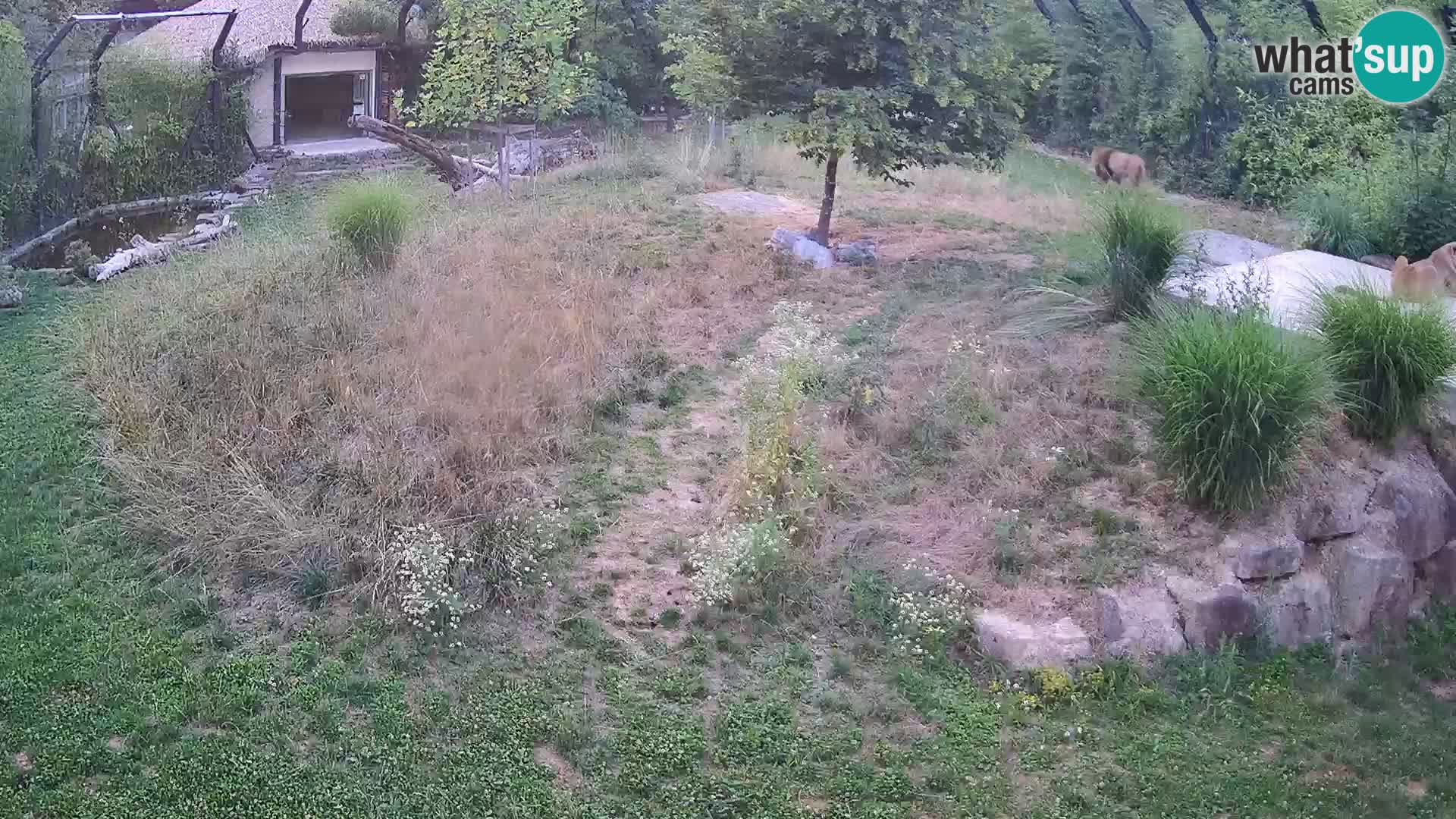 Live Ljubljana Zoo webcam Lion