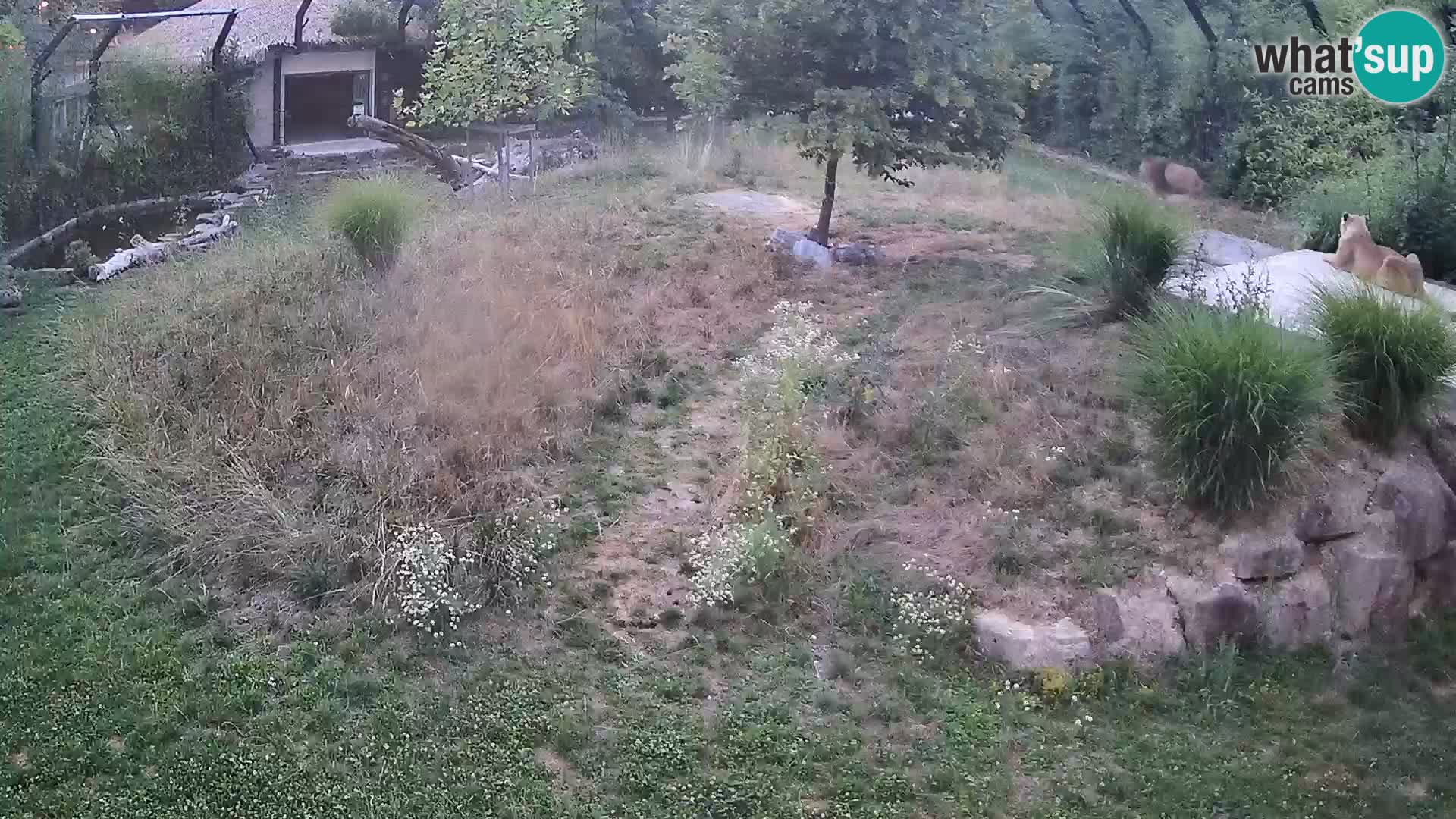 Live Ljubljana Zoo webcam Lion