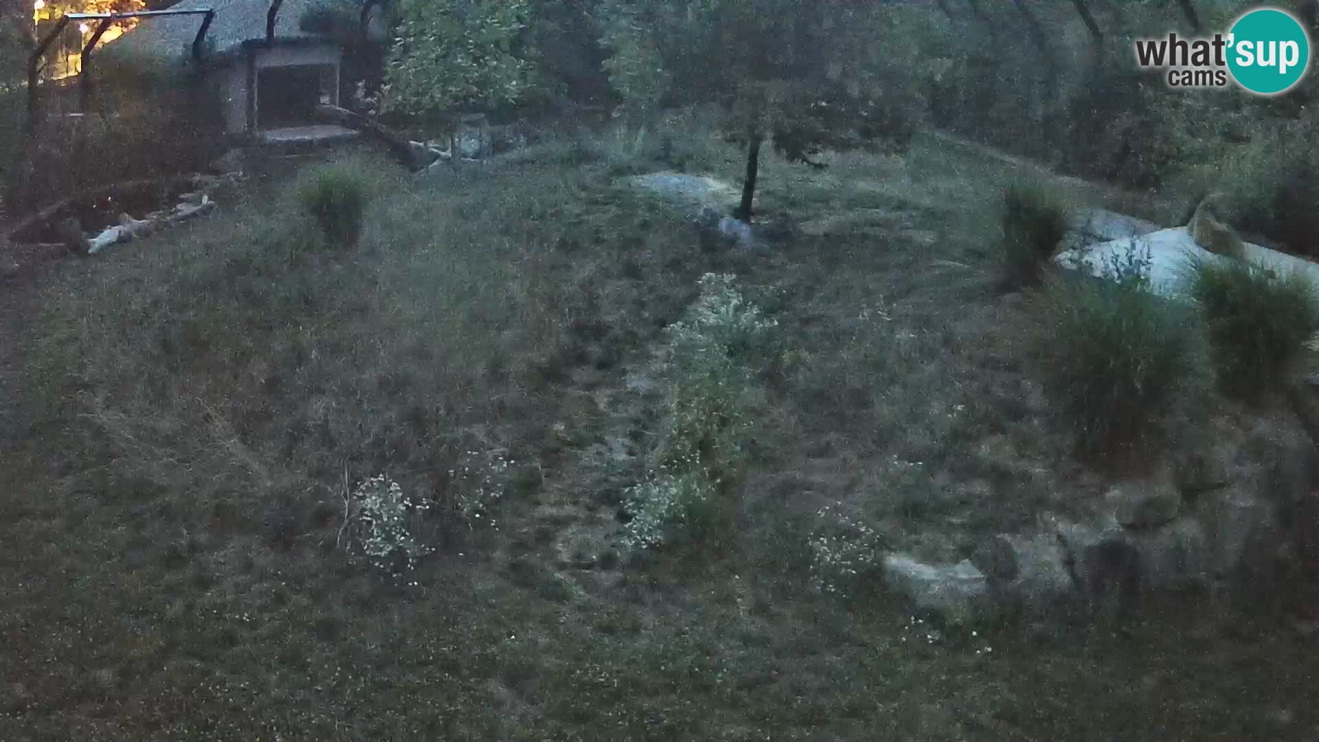 Zoo Lubiana live webcam Leoni