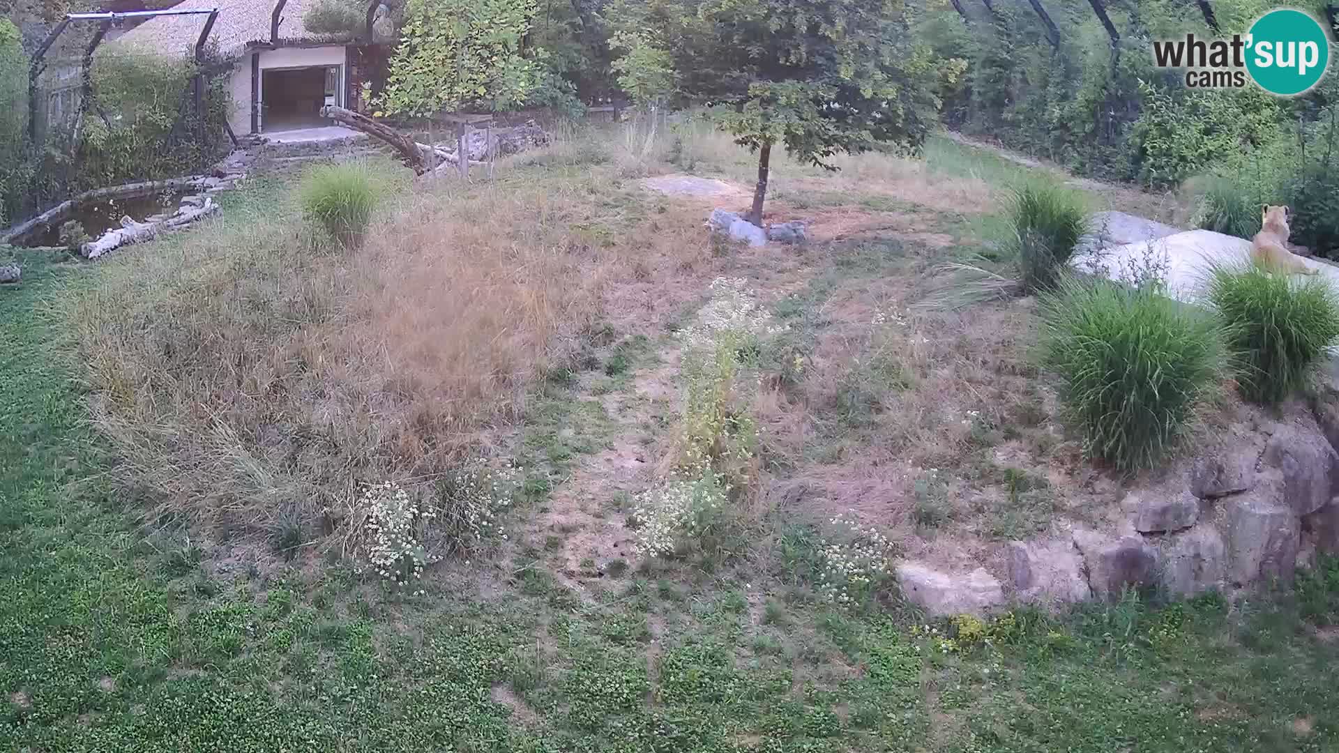 Live Ljubljana Zoo webcam Lion