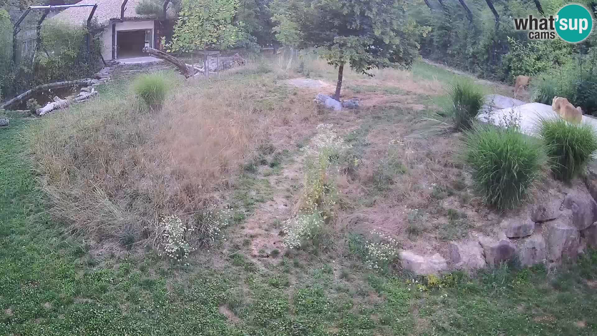 Live Ljubljana Zoo webcam Lion