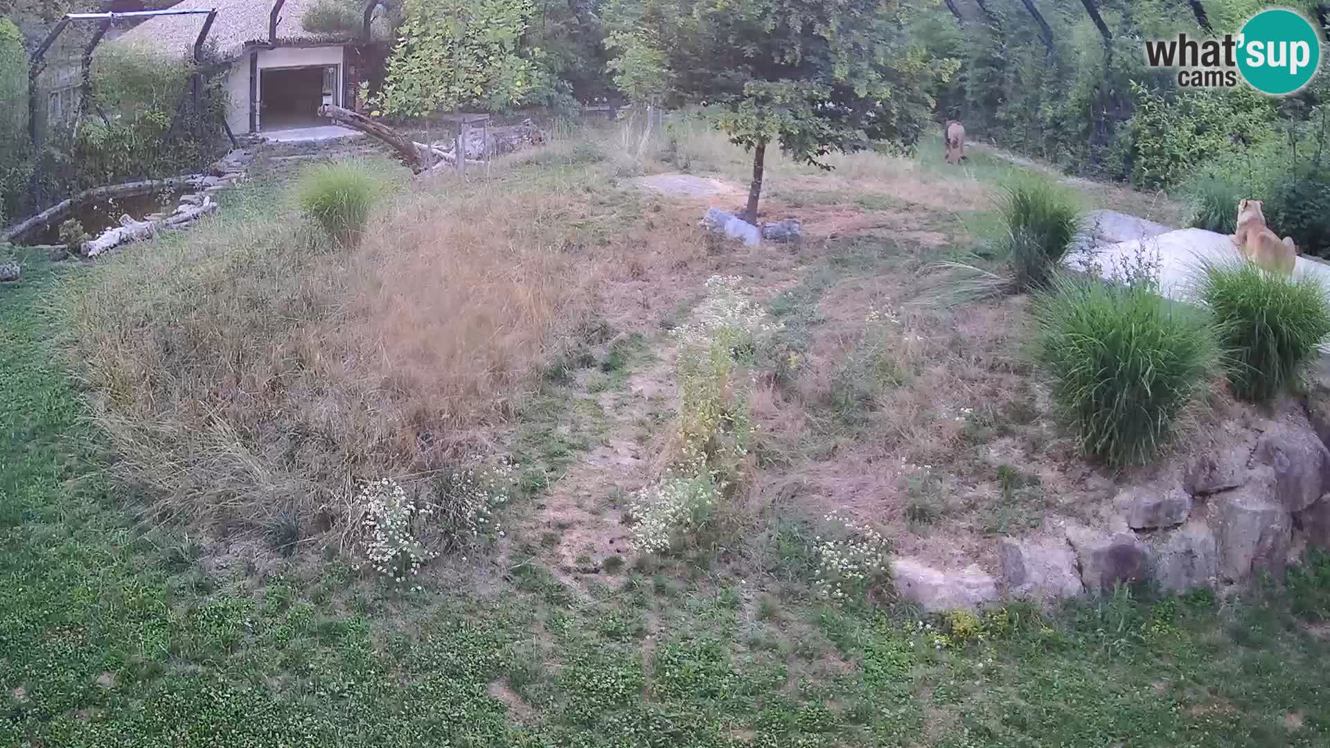 Ljubljana Zoo webcam Lion