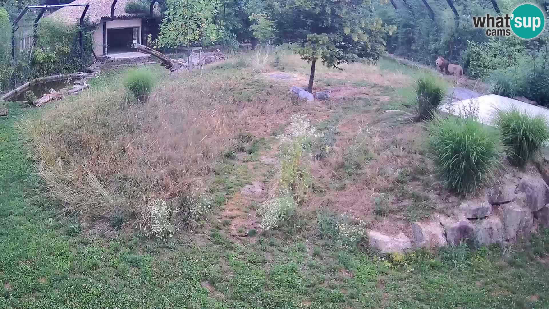 Zoo Ljubljana web kamera Lavovi