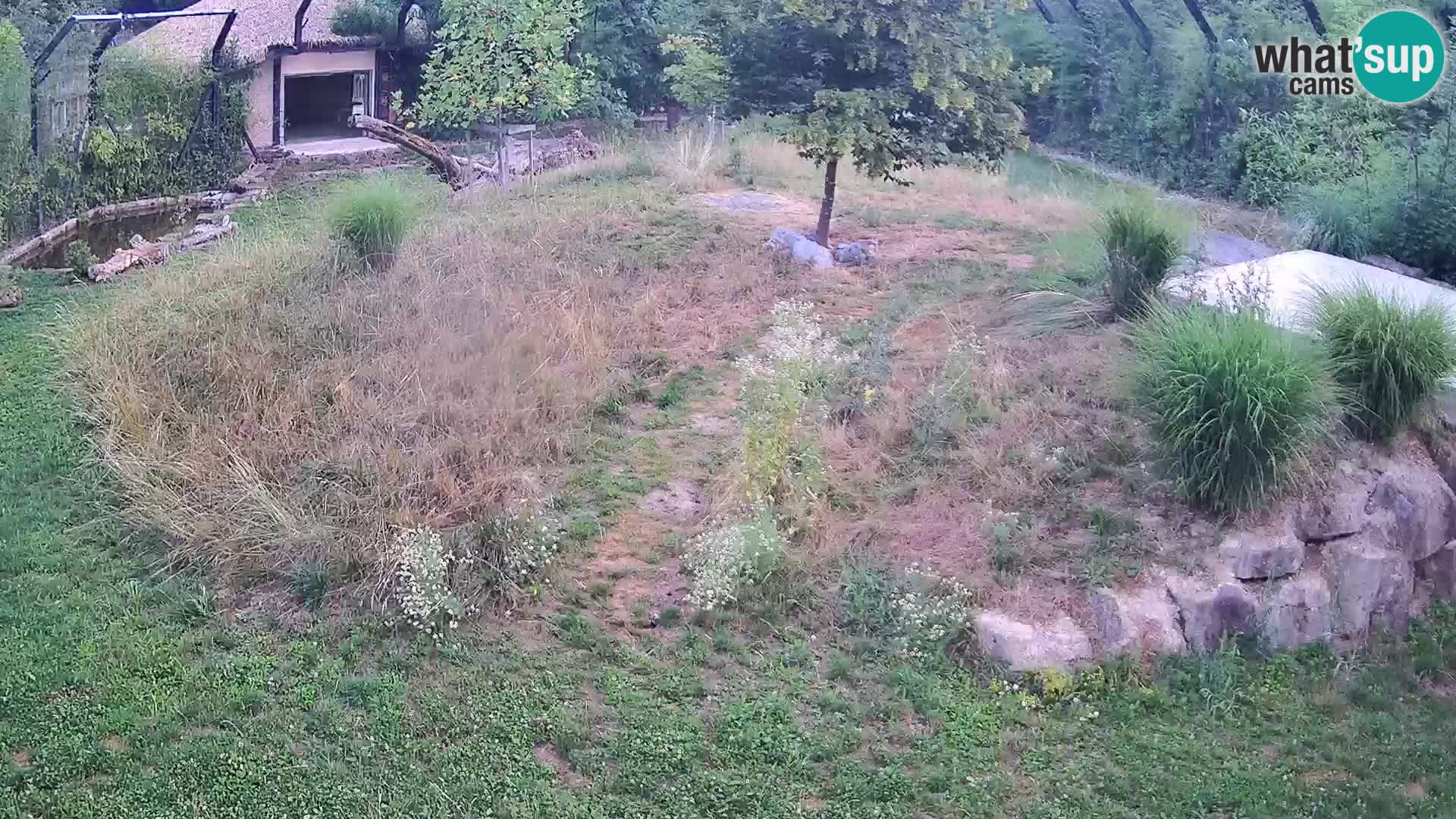 Zoo Ljubljana web kamera Lavovi