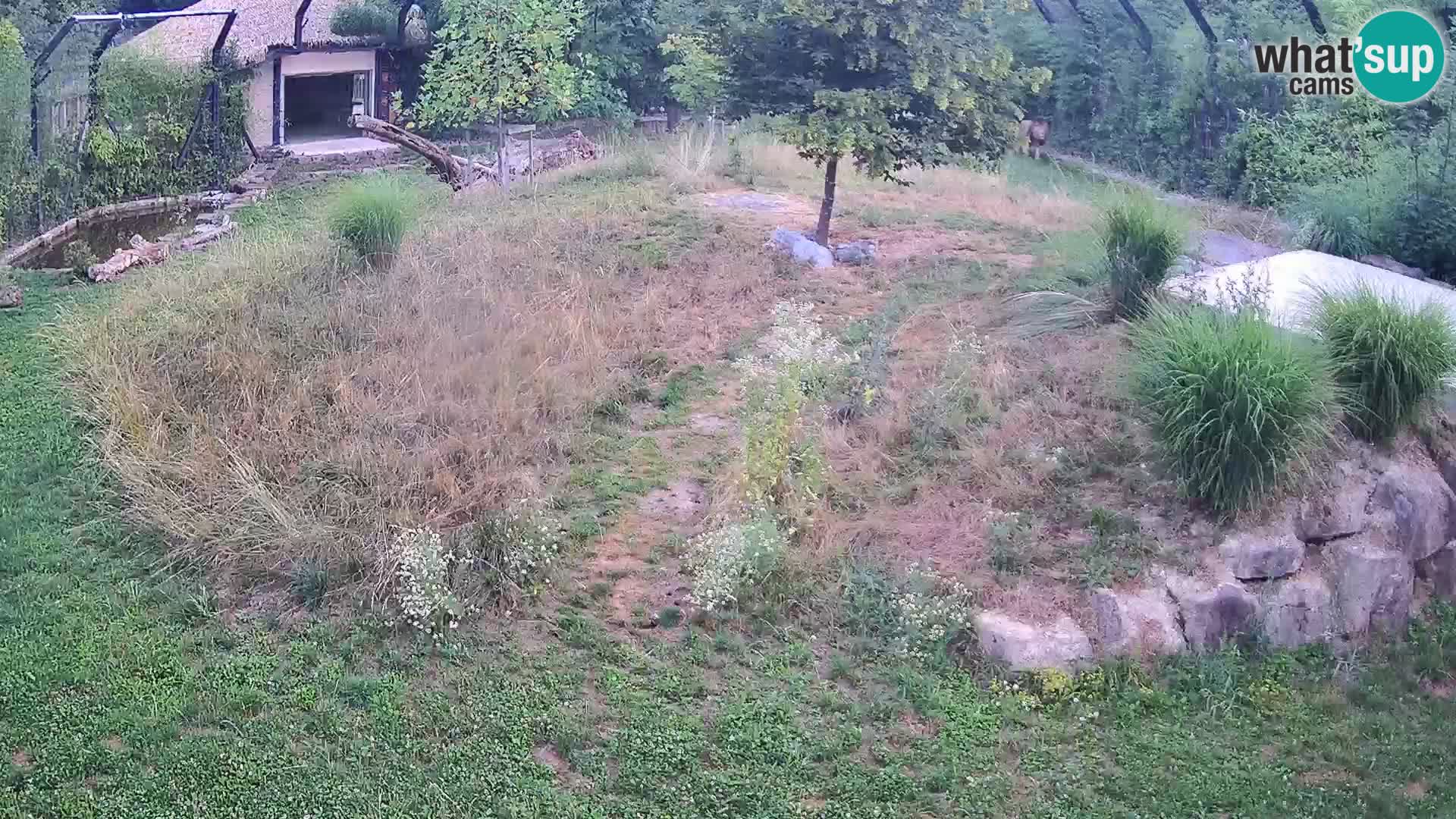 Zoo Ljubljana webcam Löwen