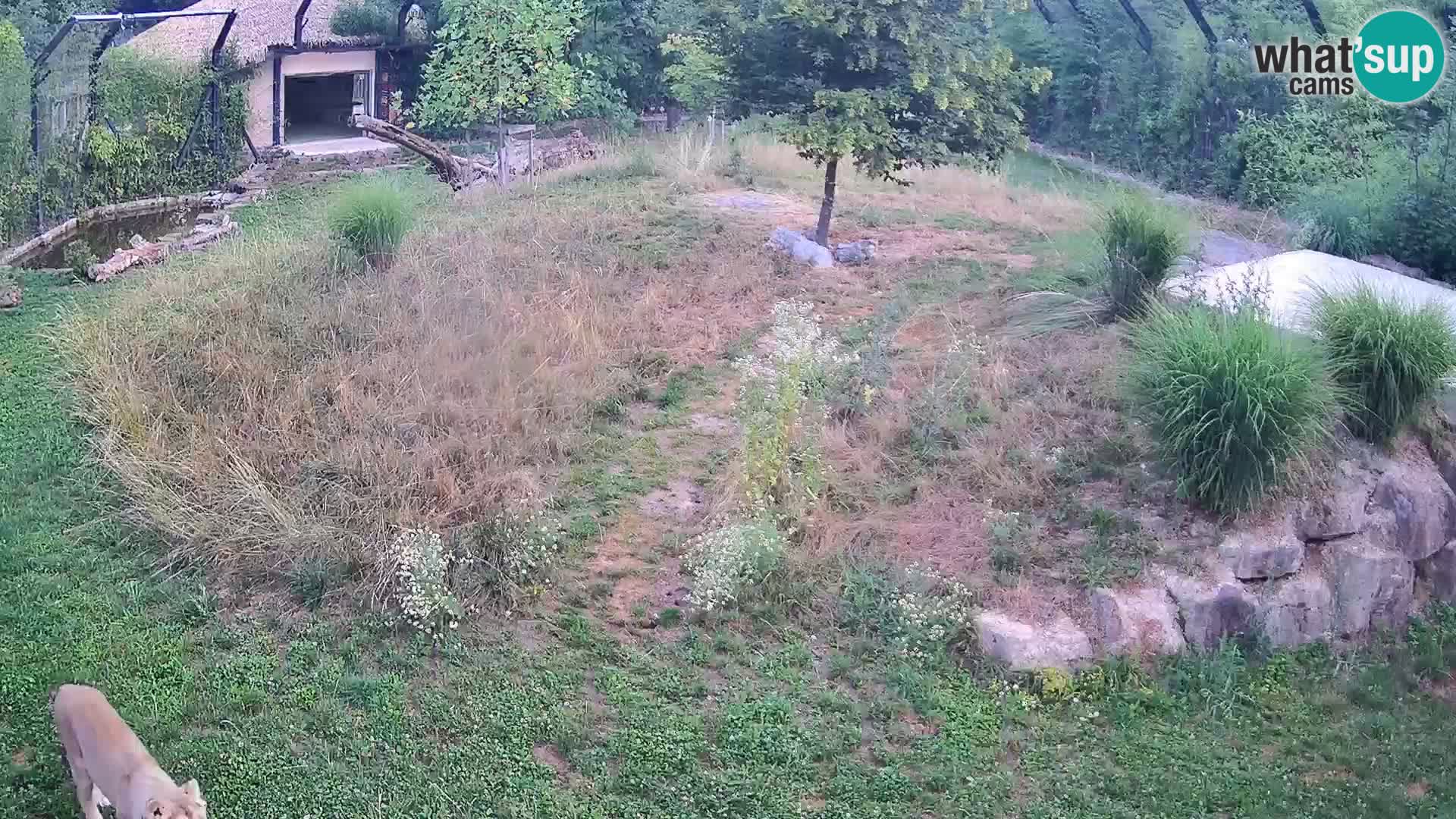 Zoo Ljubljana camera en vivo Leones