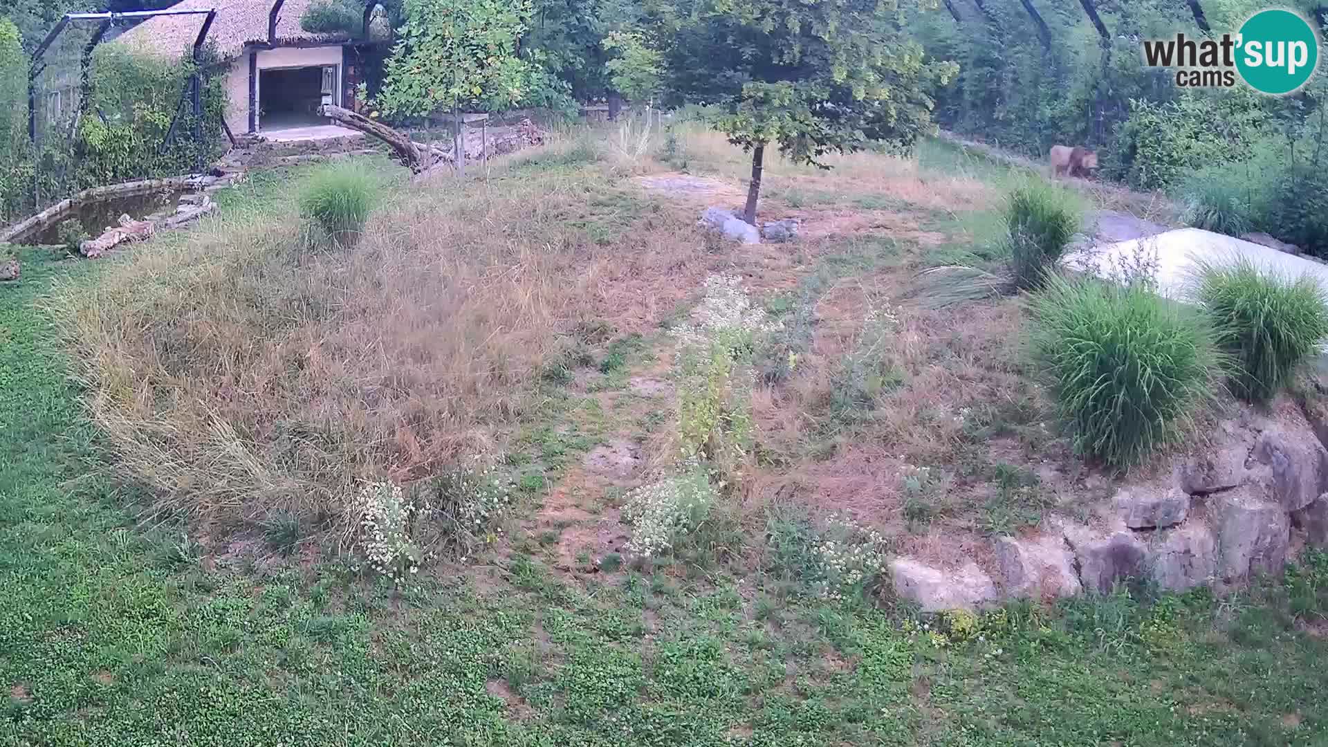 Zoo Ljubljana camera en vivo Leones