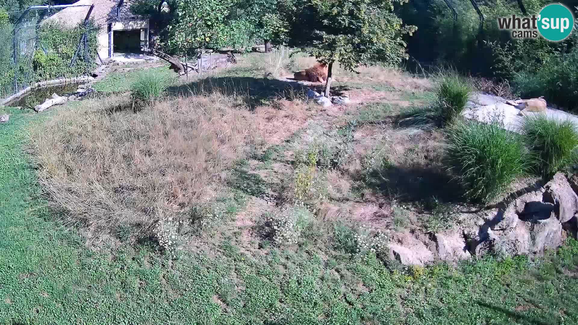 Zoo Ljubljana camera en vivo Leones