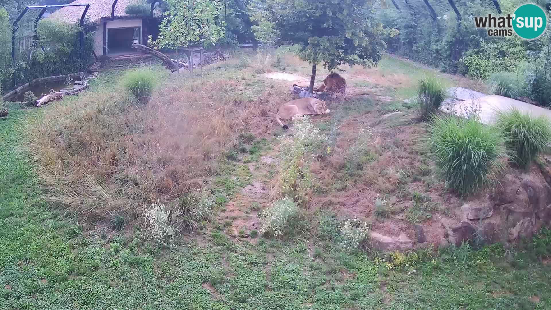 Zoo Ljubljana camera en vivo Leones