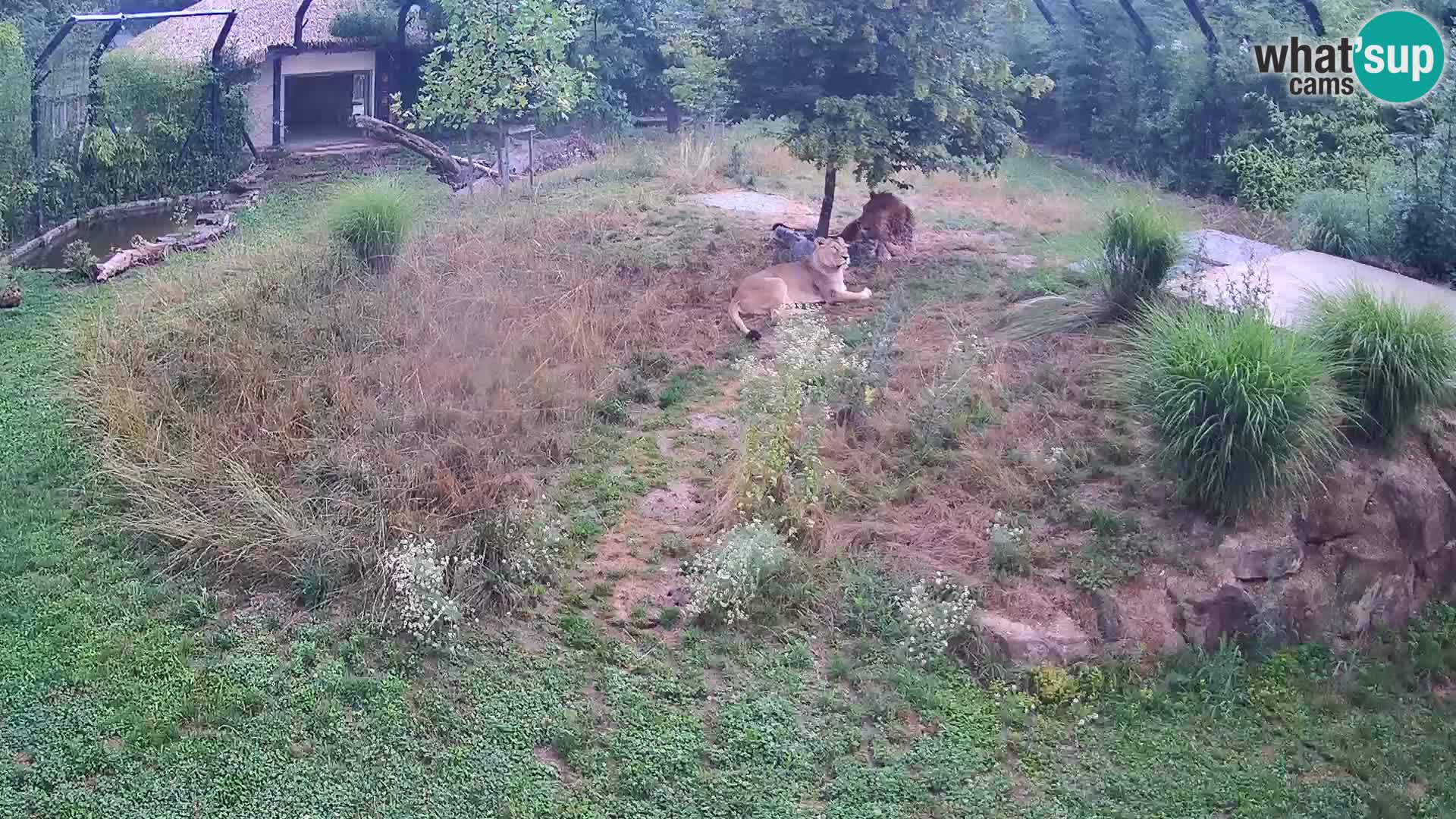 Ljubljana Zoo webcam Lion