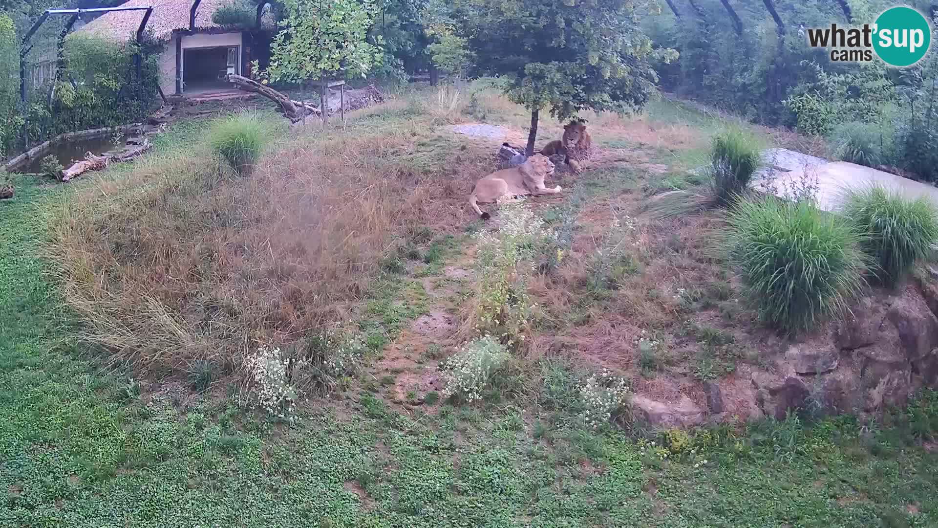 Ljubljana Zoo webcam Lion