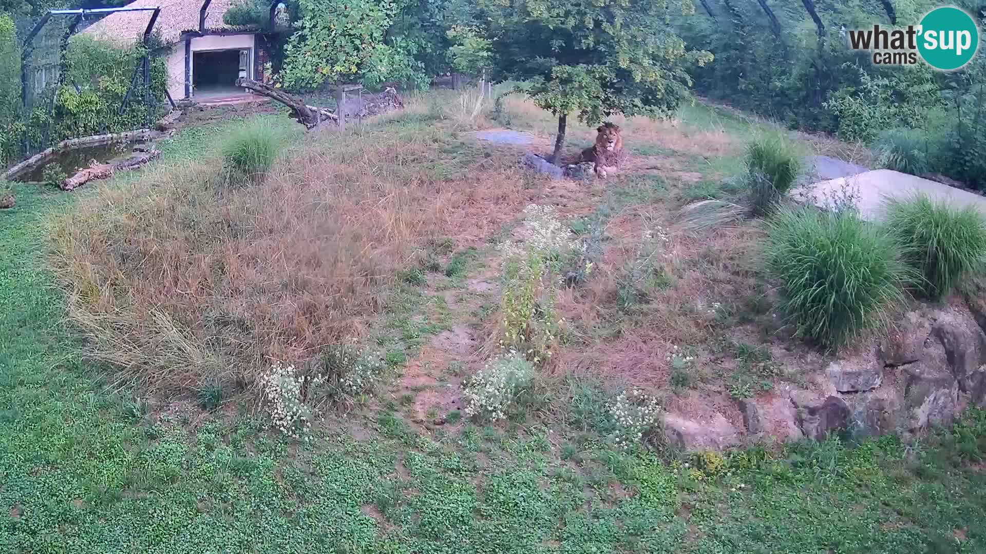 Zoo Ljubljana camera en vivo Leones