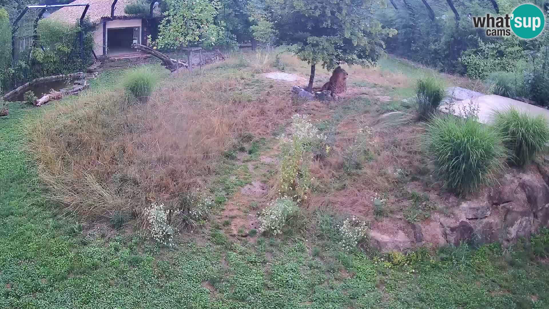 Zoo Ljubljana camera en vivo Leones
