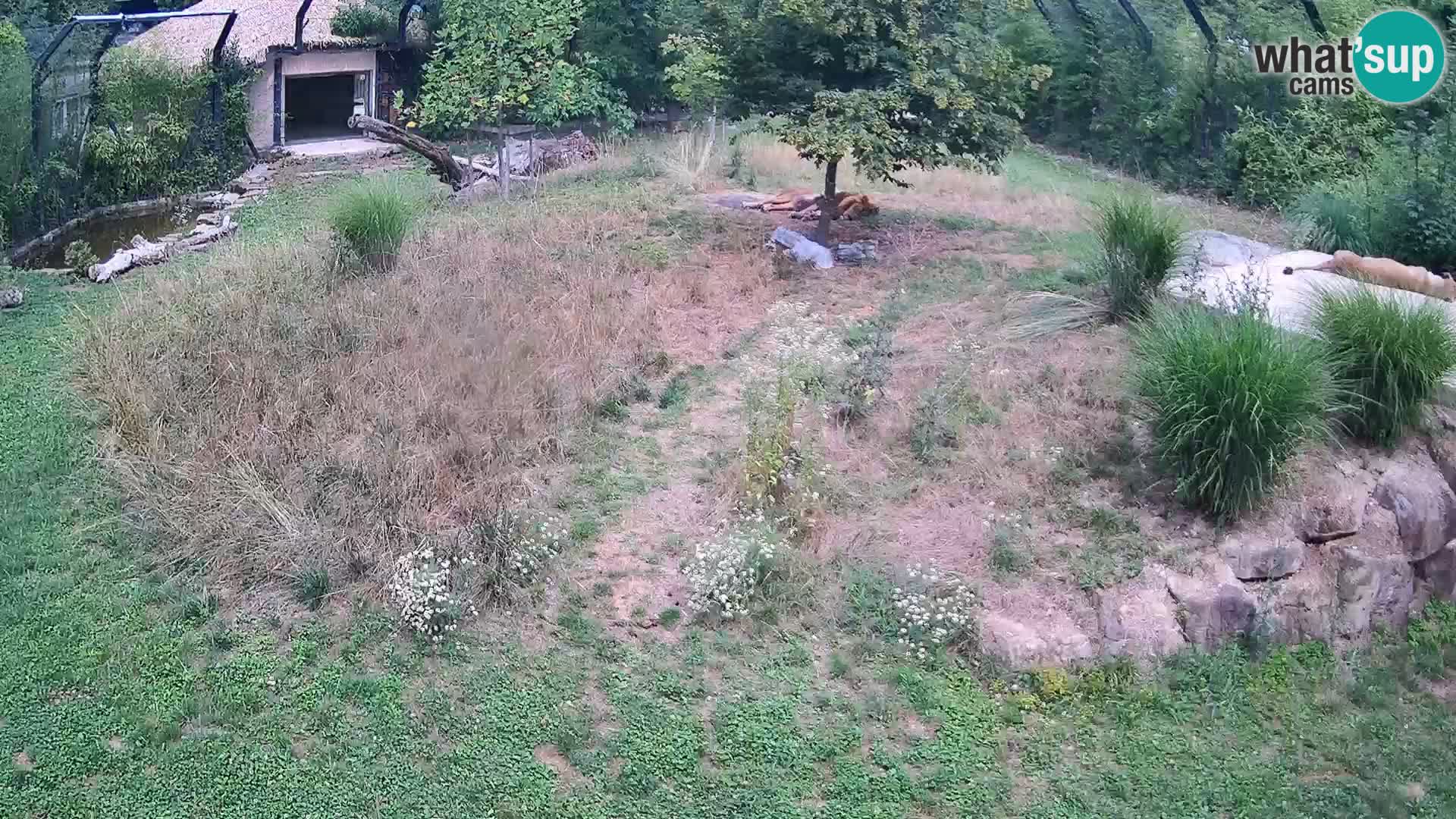 Live Ljubljana Zoo webcam Lion