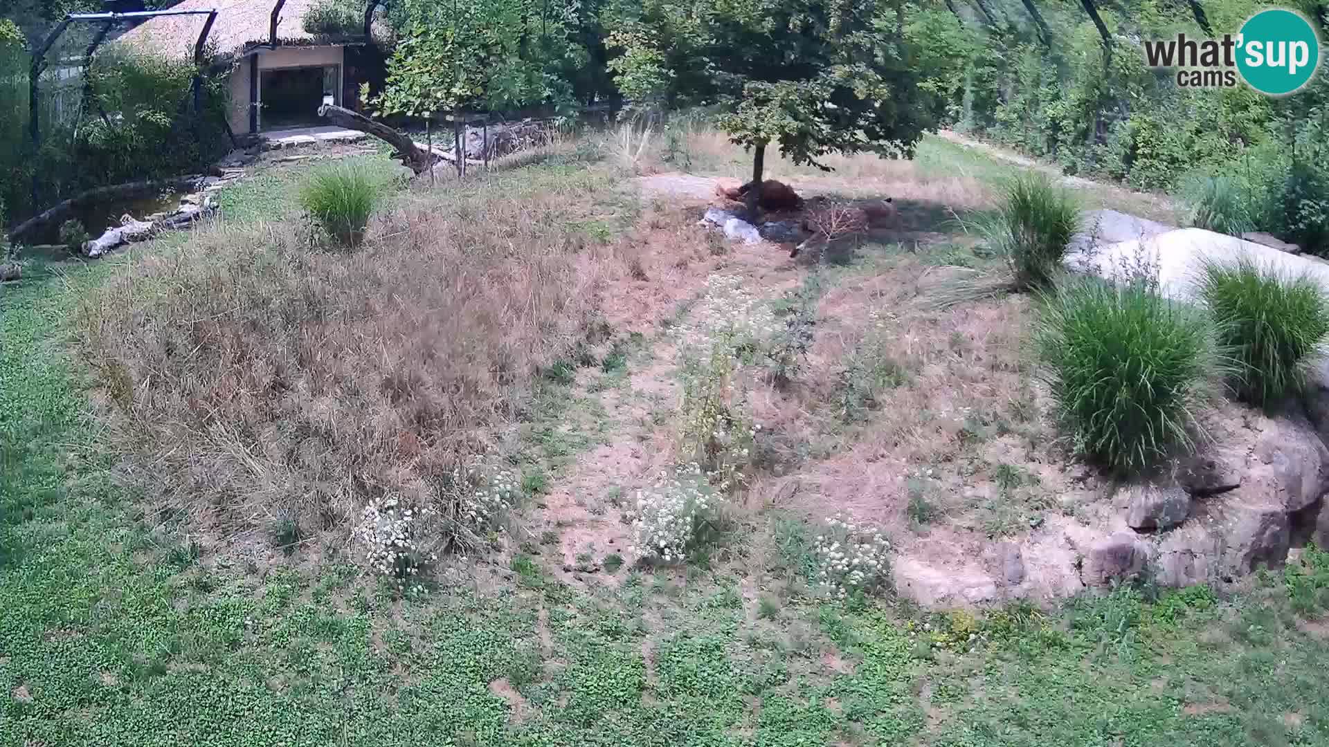 Zoo Lubiana live webcam Leoni