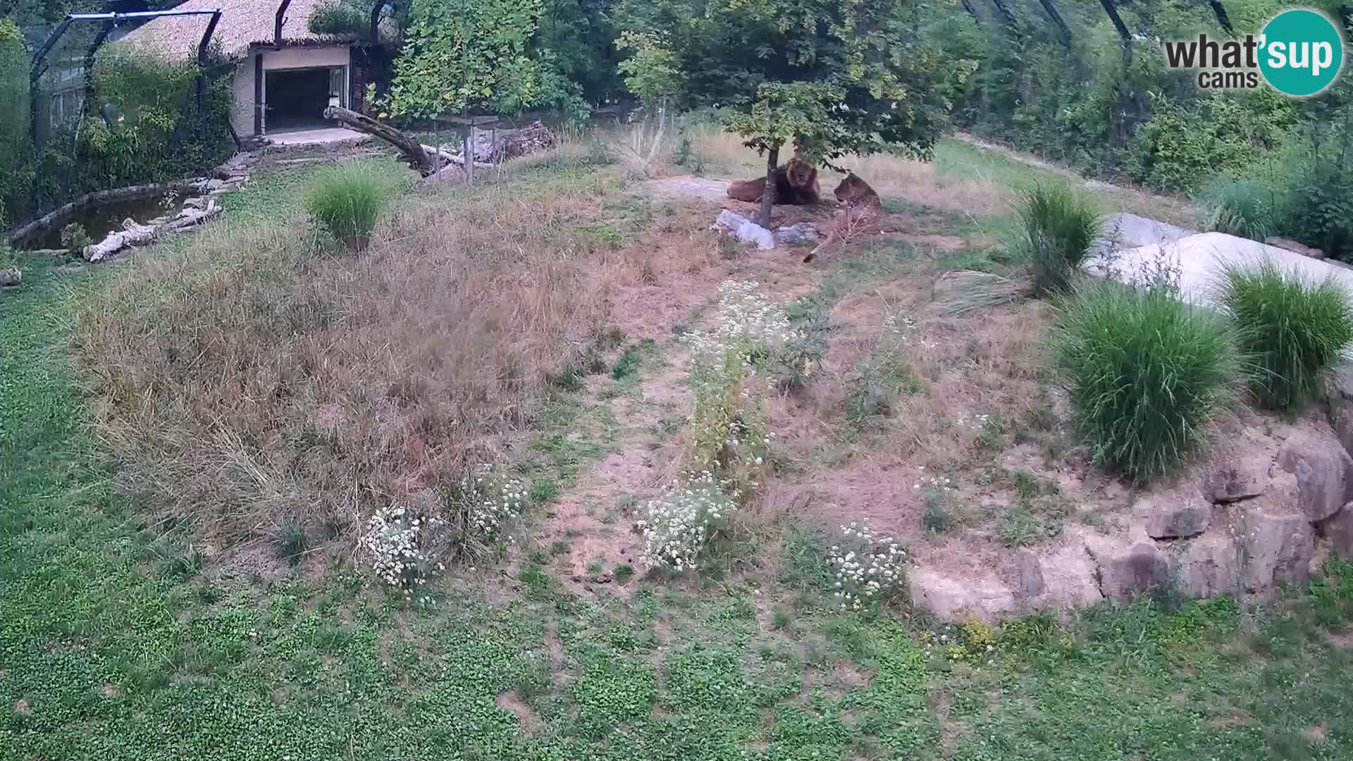 Zoo Ljubljana webcam Löwen