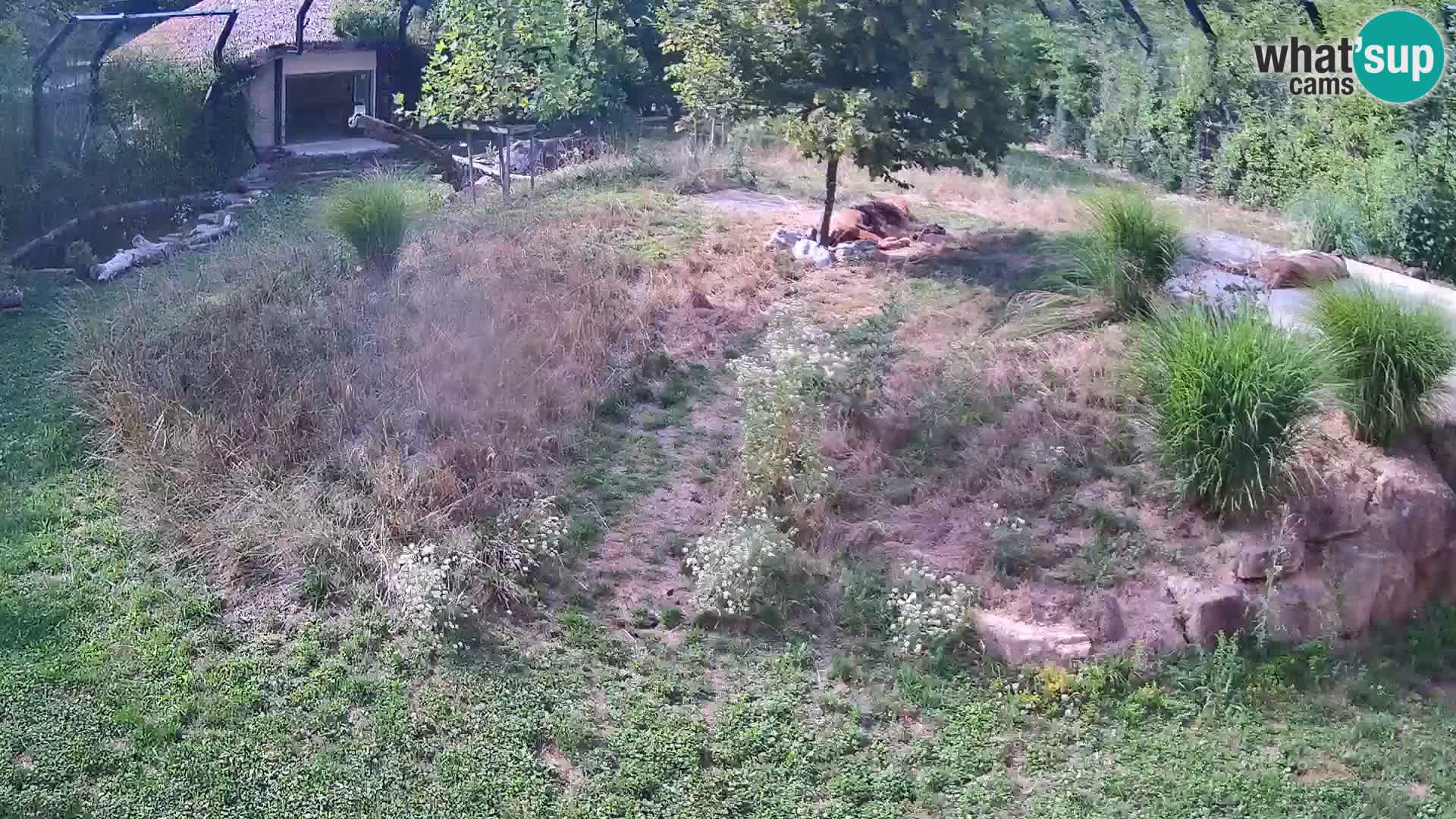 Zoo Ljubljana camera en vivo Leones