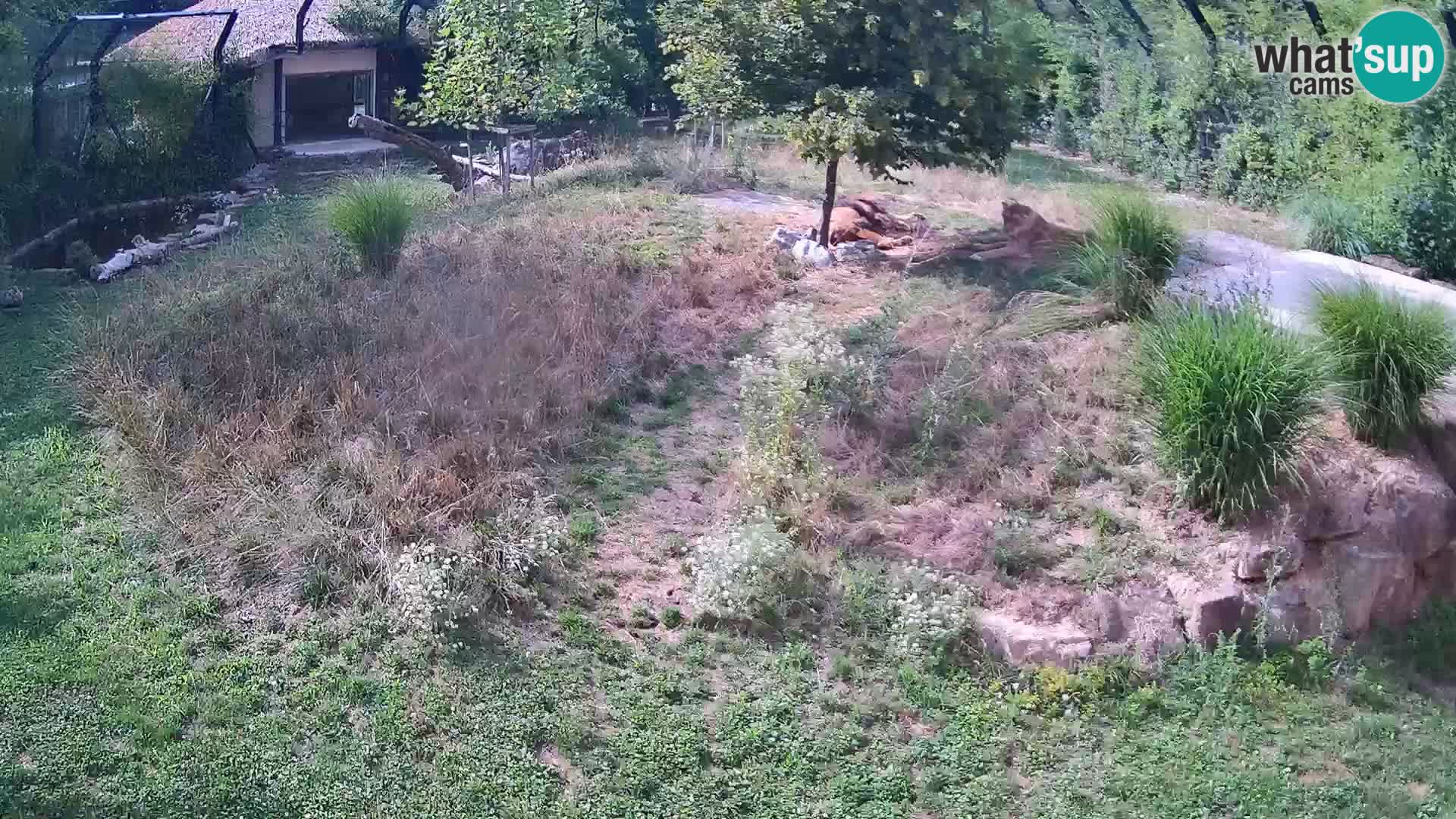 Zoo Ljubljana web kamera Lavovi