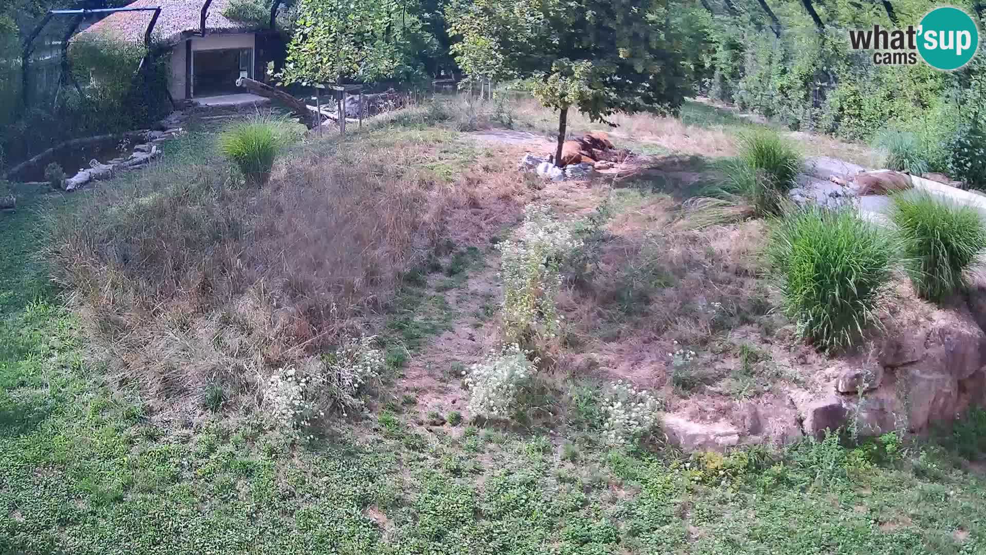 Zoo Ljubljana camera en vivo Leones