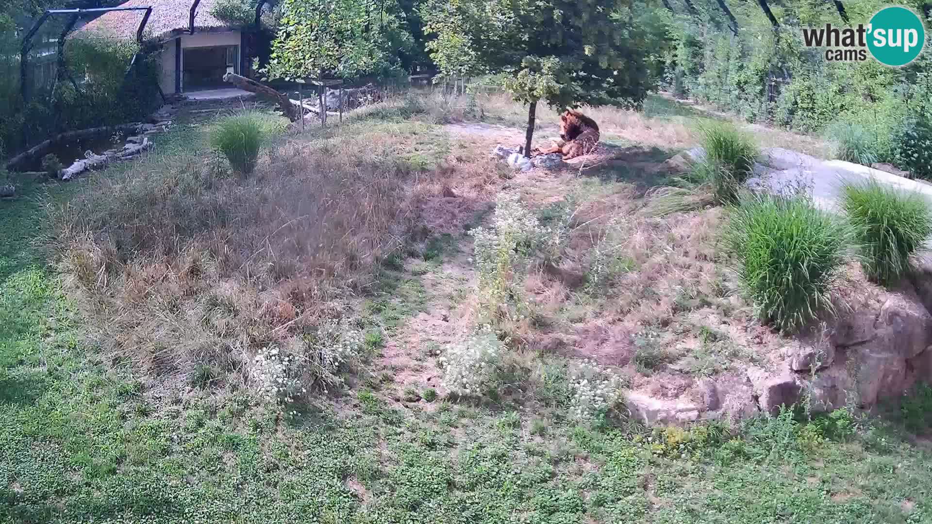 Ljubljana Zoo webcam Lion