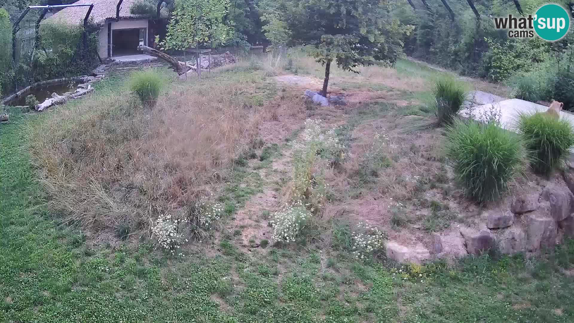Live Ljubljana Zoo webcam Lion