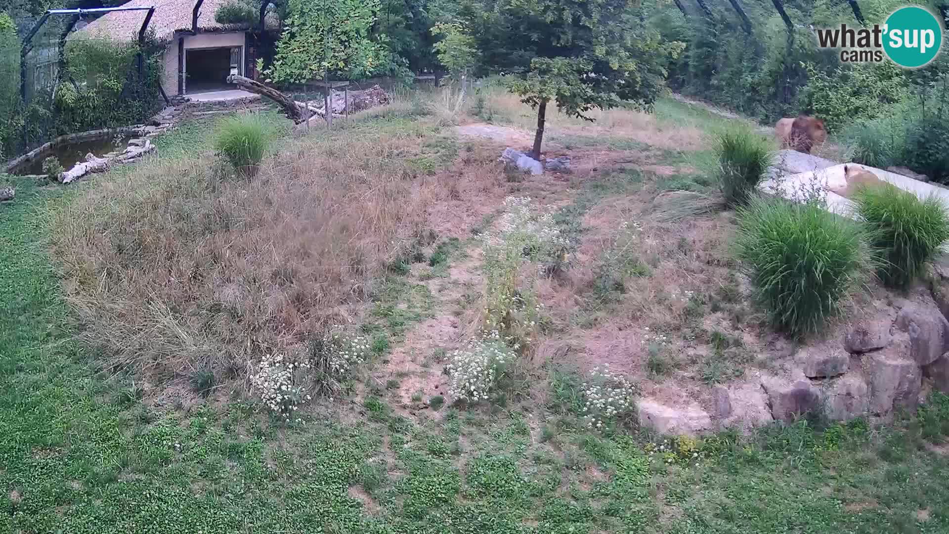 Zoo Ljubljana web kamera Lavovi