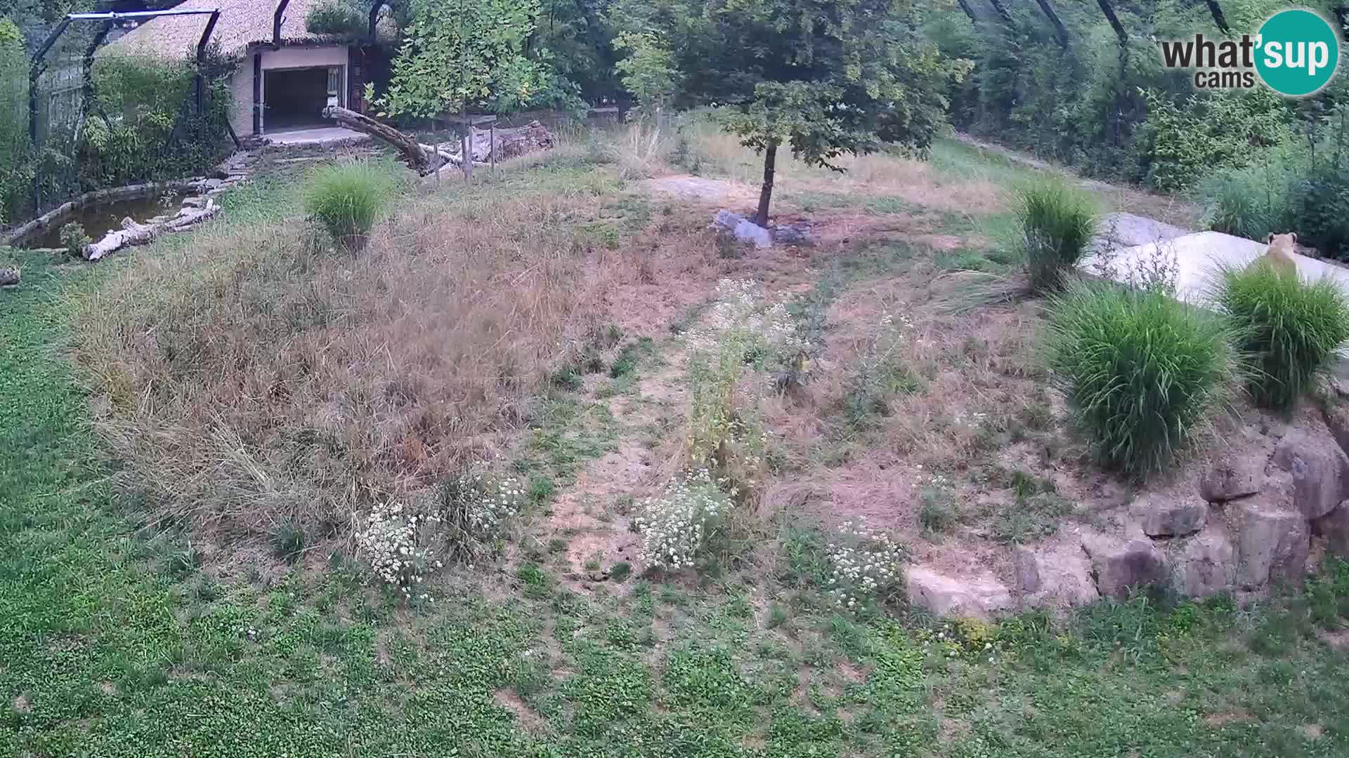 Zoo Ljubljana webcam Löwen