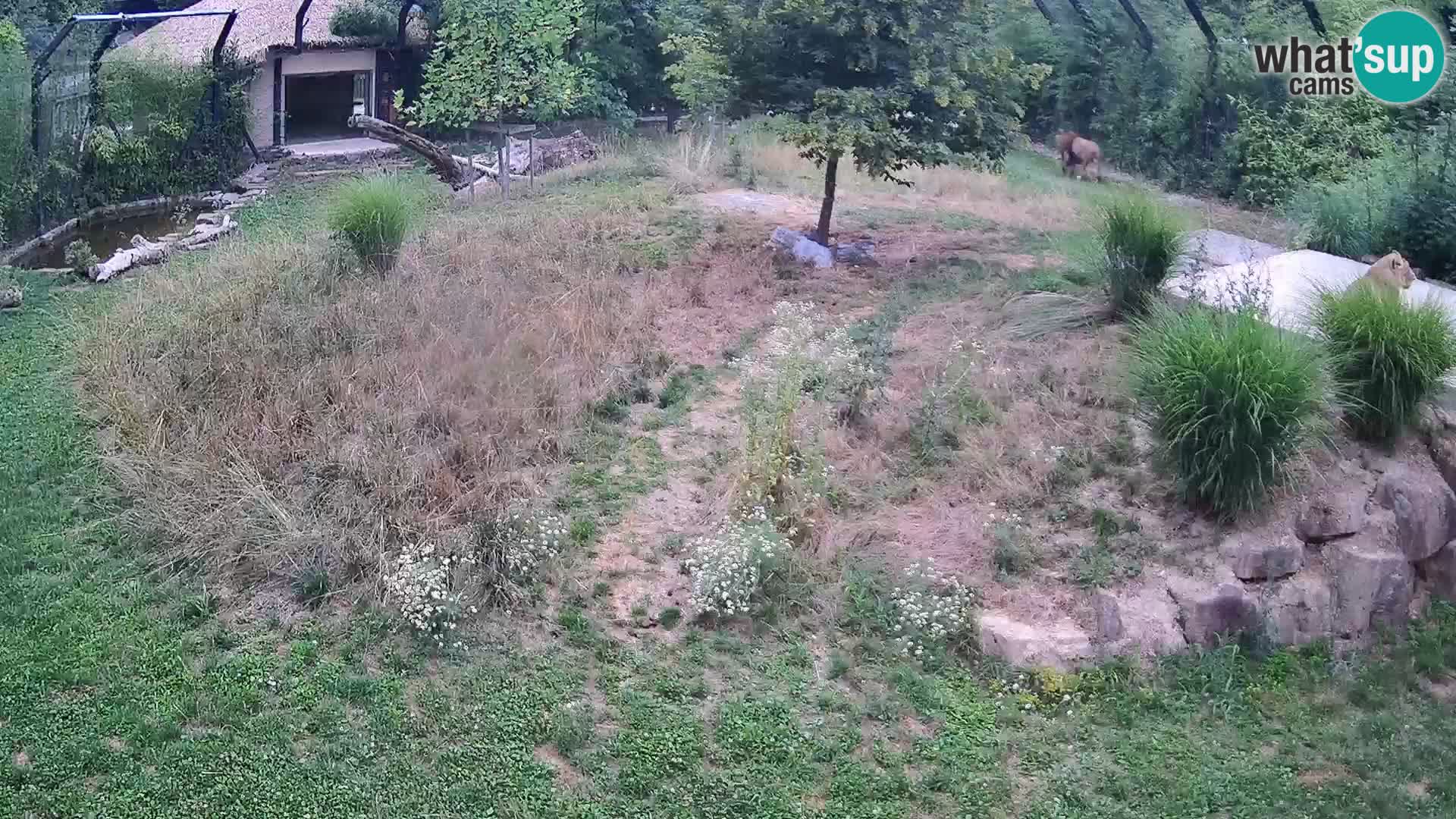 Zoo Lubiana live webcam Leoni