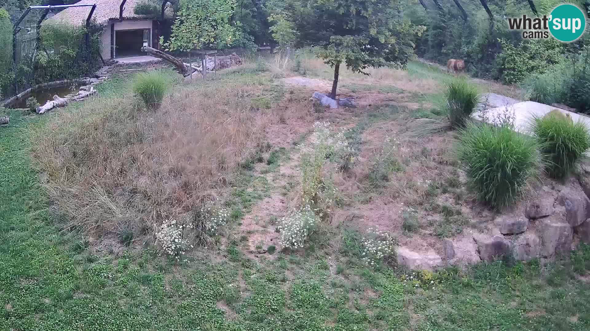 Live Ljubljana Zoo webcam Lion