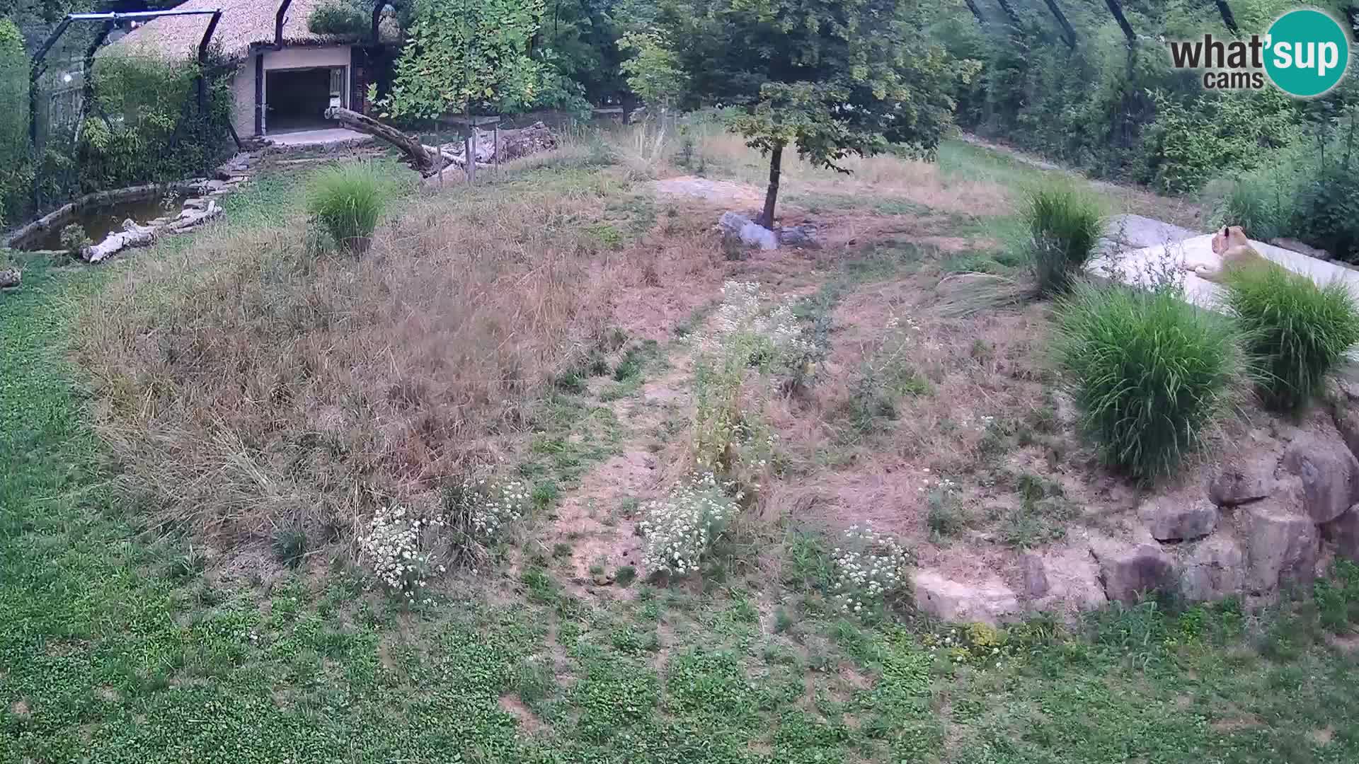 Zoo Ljubljana web kamera Lavovi