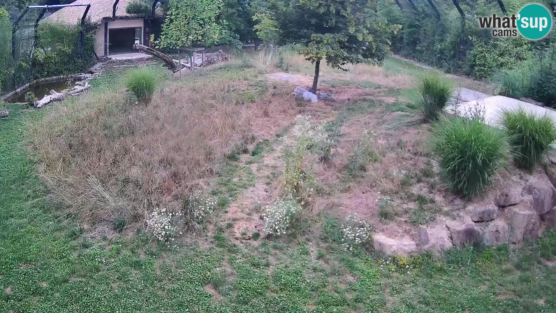 Ljubljana Zoo webcam Lion