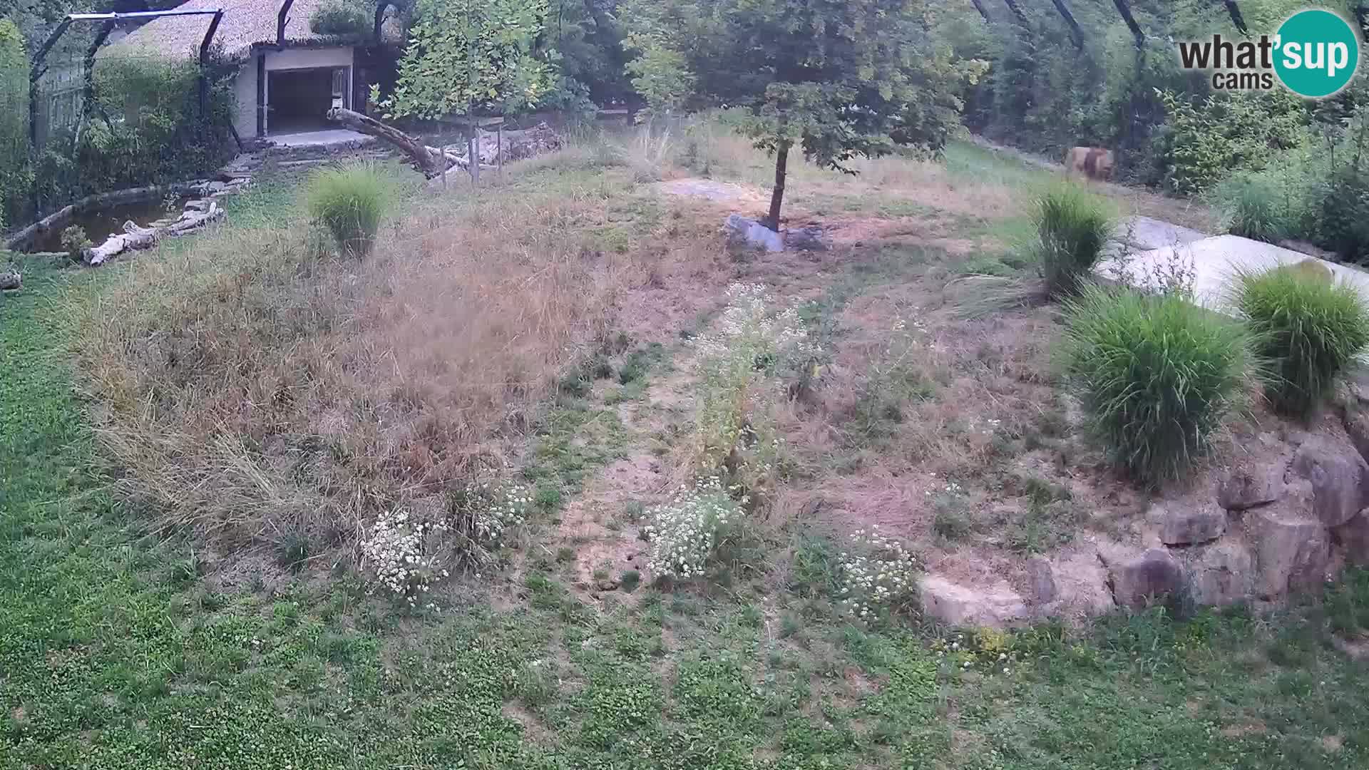 Zoo Ljubljana camera en vivo Leones