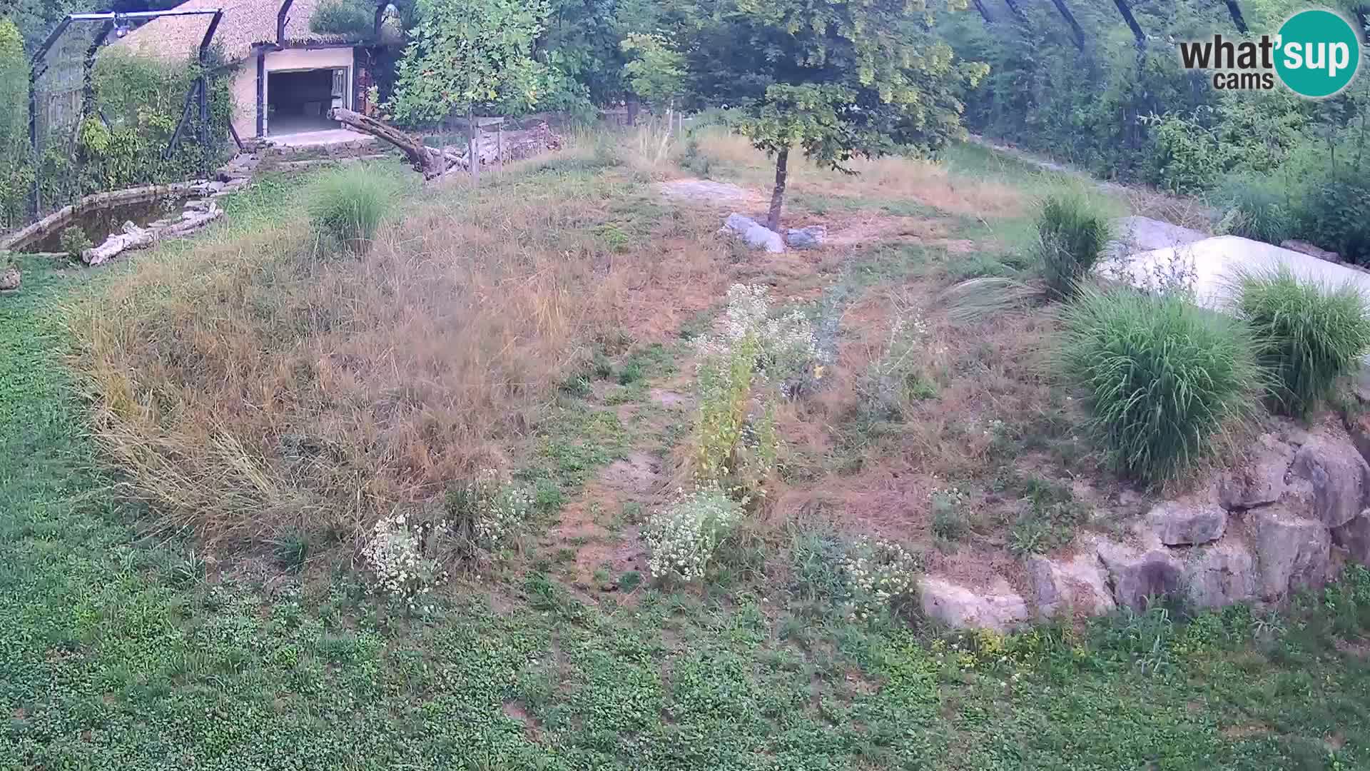 Ljubljana Zoo webcam Lion