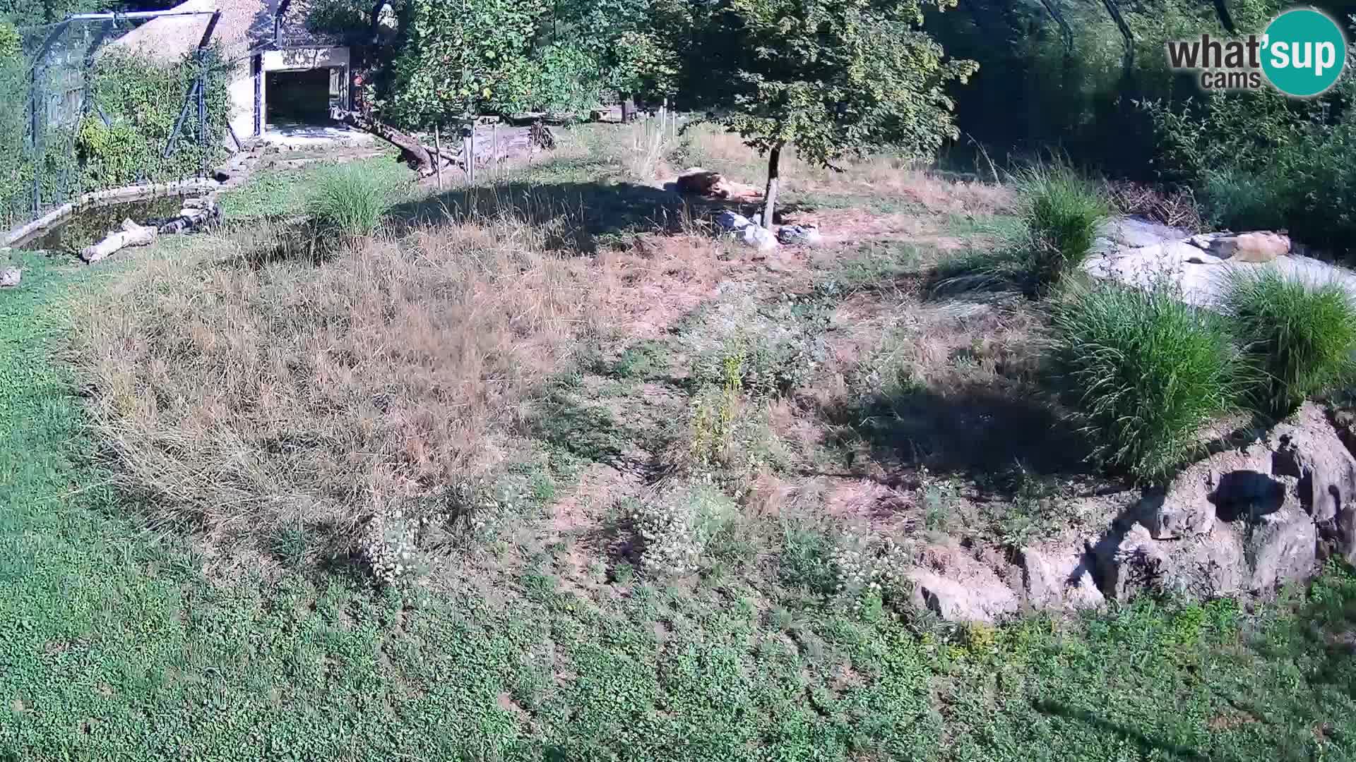Zoo Ljubljana camera en vivo Leones
