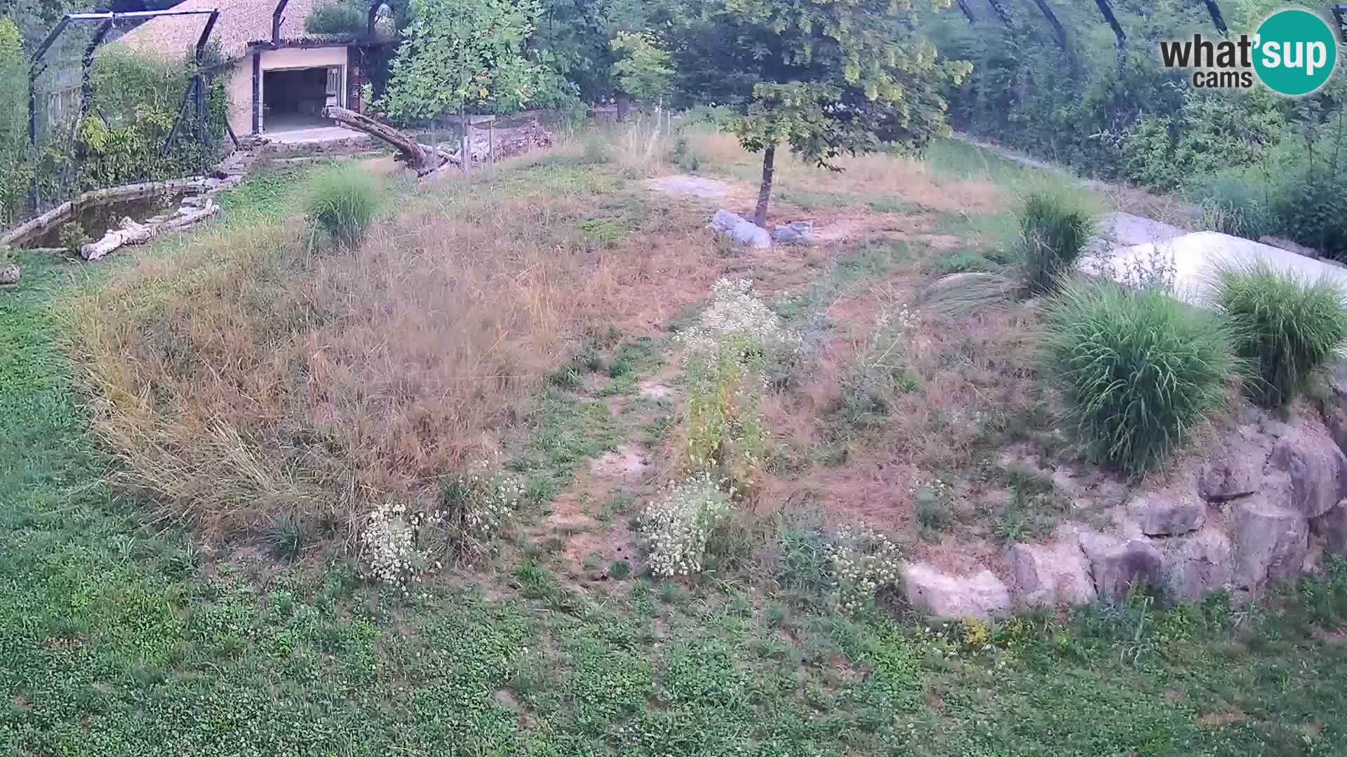 Ljubljana Zoo webcam Lion