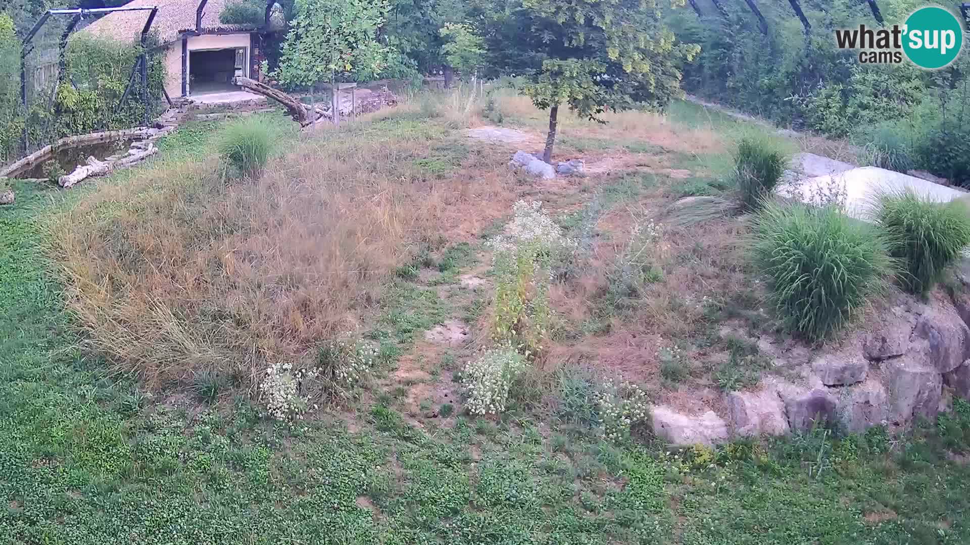 Zoo Ljubljana web kamera Lavovi