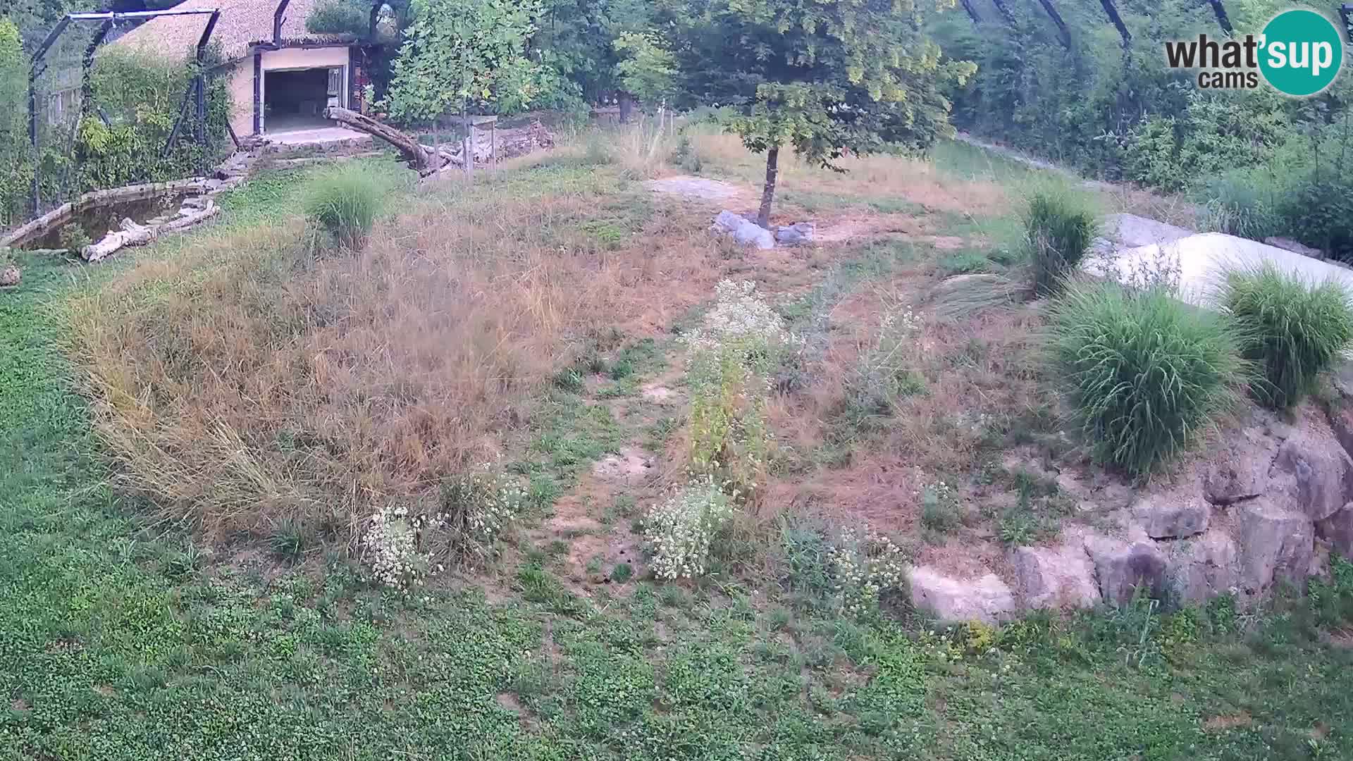 Live Ljubljana Zoo webcam Lion