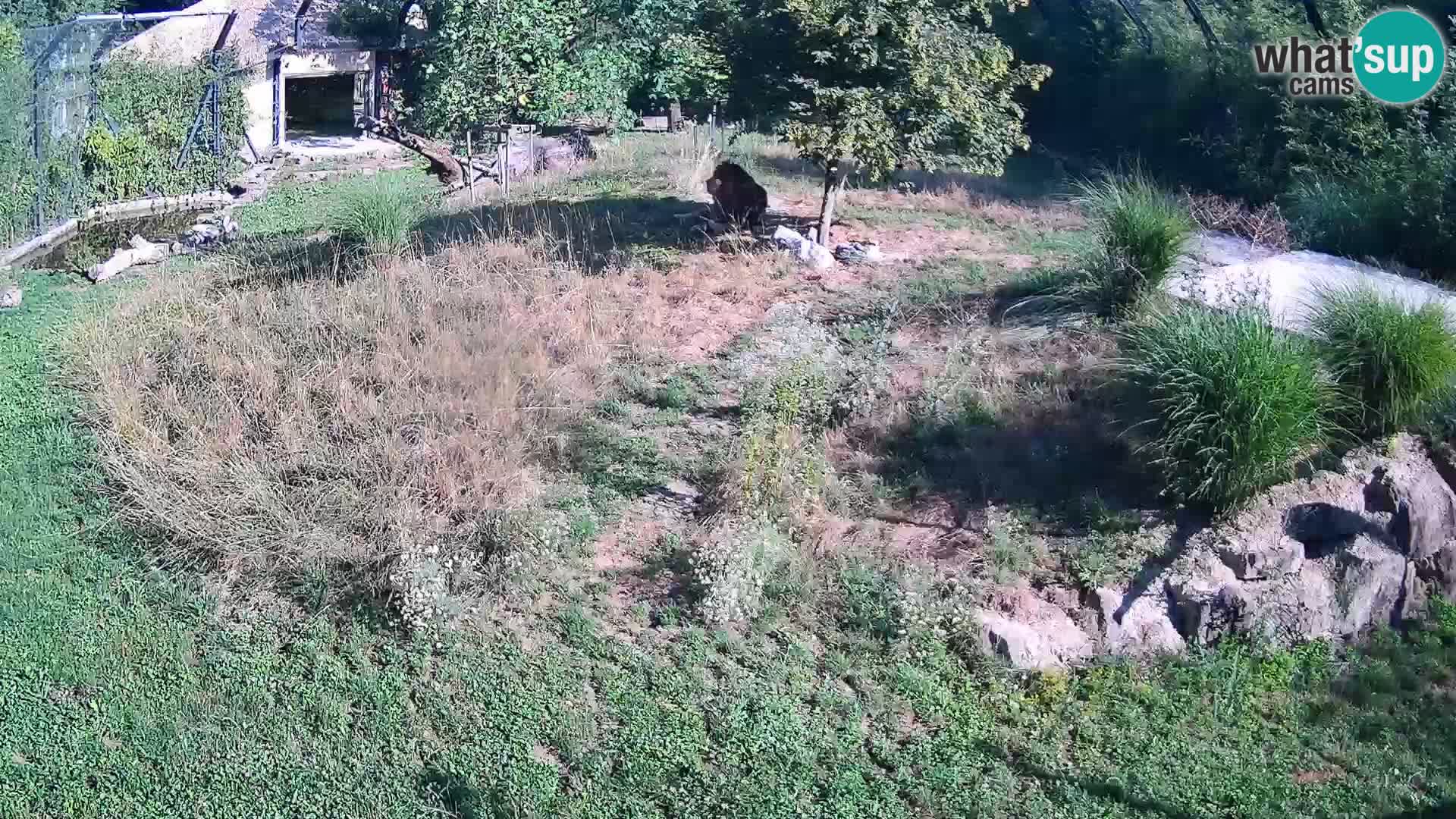 Zoo Lubiana live webcam Leoni