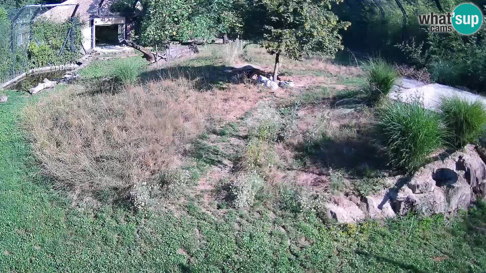 Zoo Ljubljana webcam Löwen